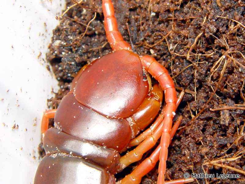 scolopendra_subspinipes2ml