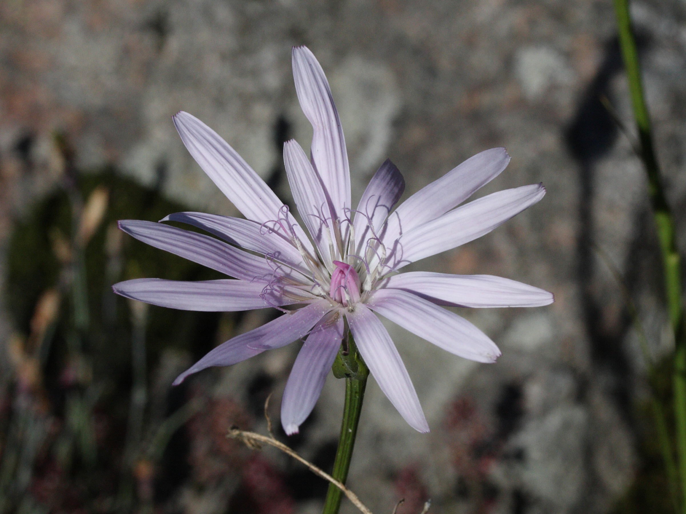 scorzonera_purpurea2md