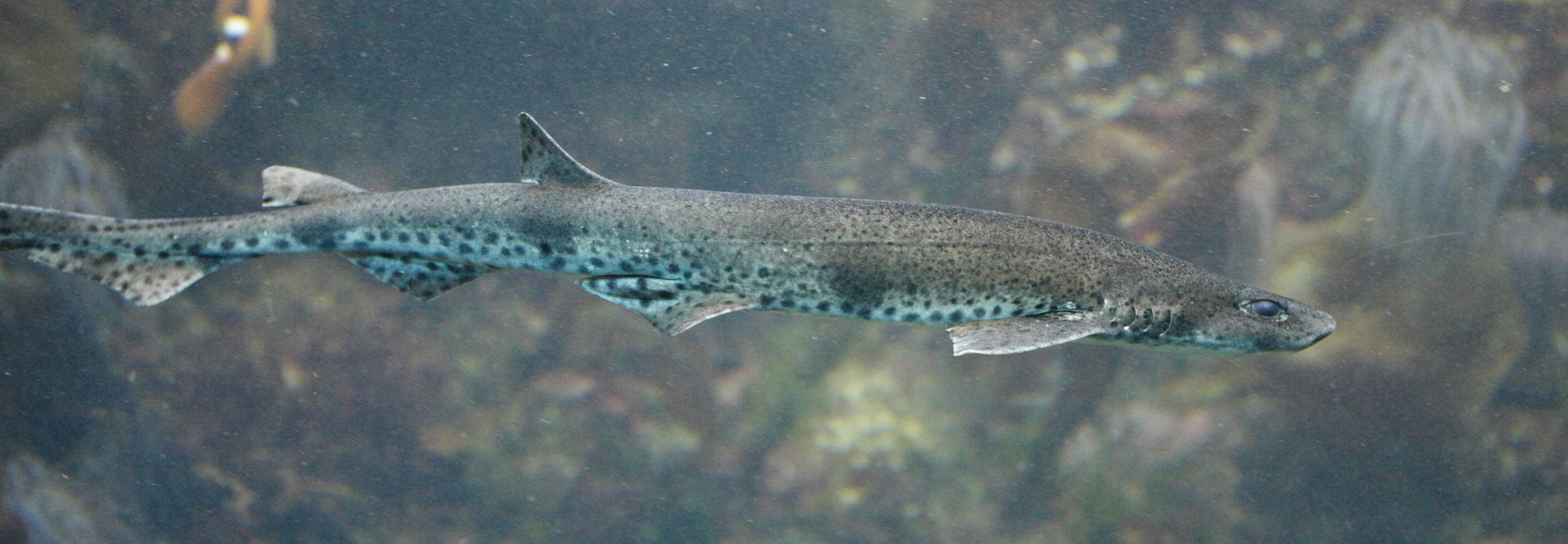 Afficher le média scyliorhinus_canicula1md scyliorhinus_canicula1md