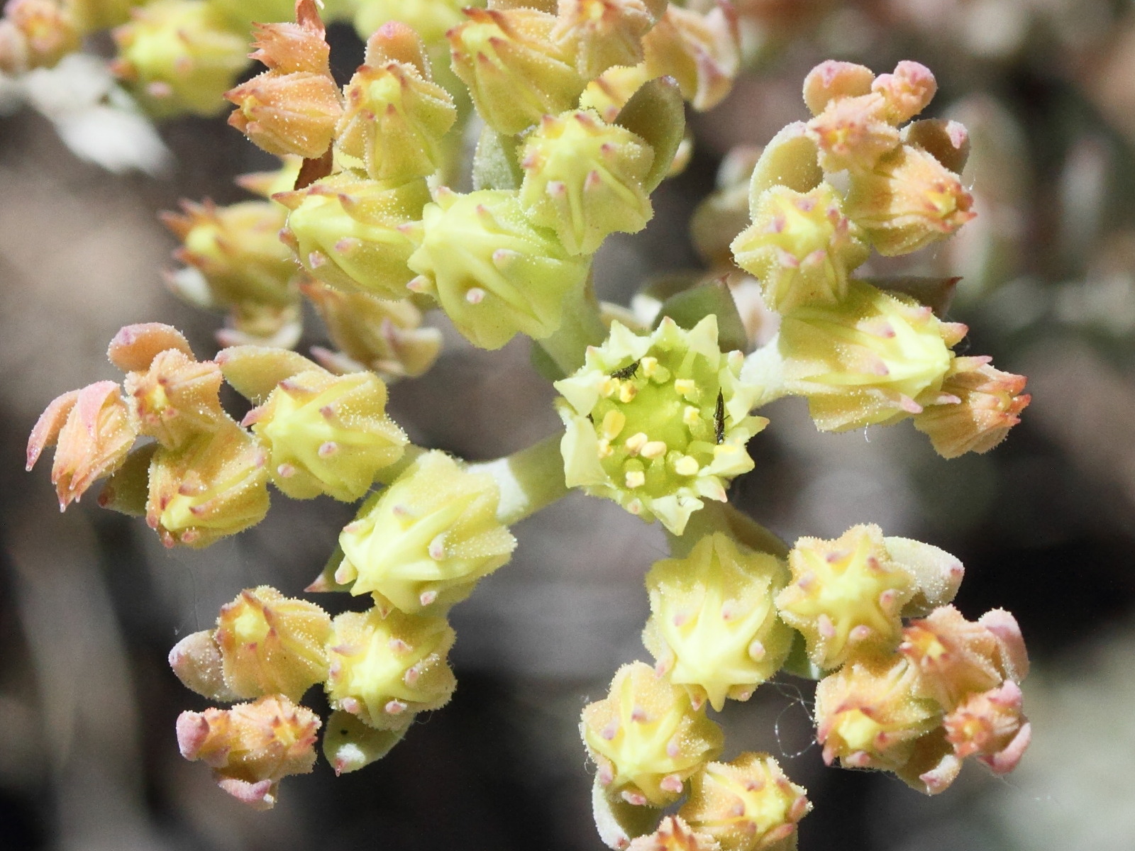 Sedum_ochroleucum
