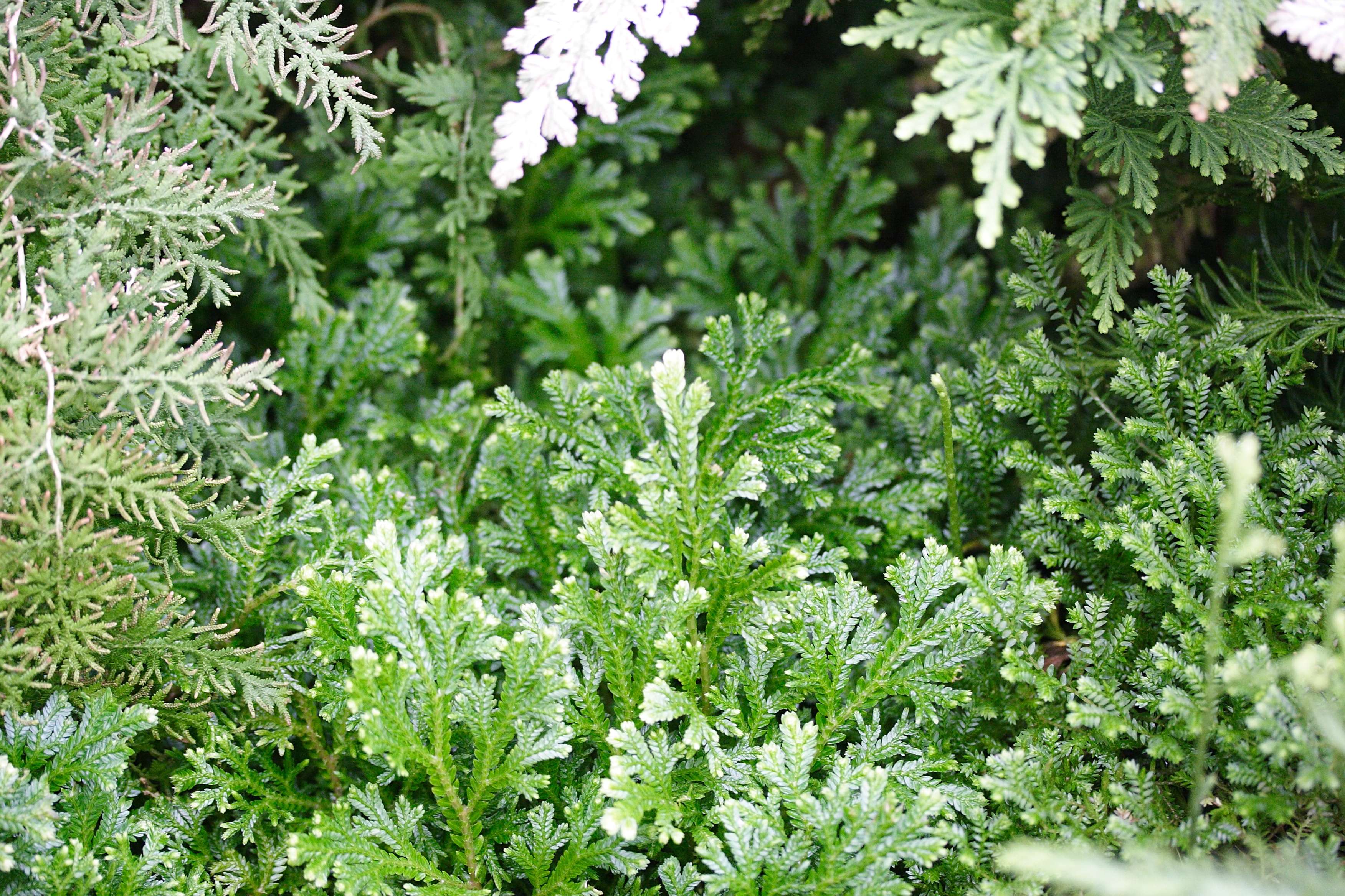 selaginella_martensii1md