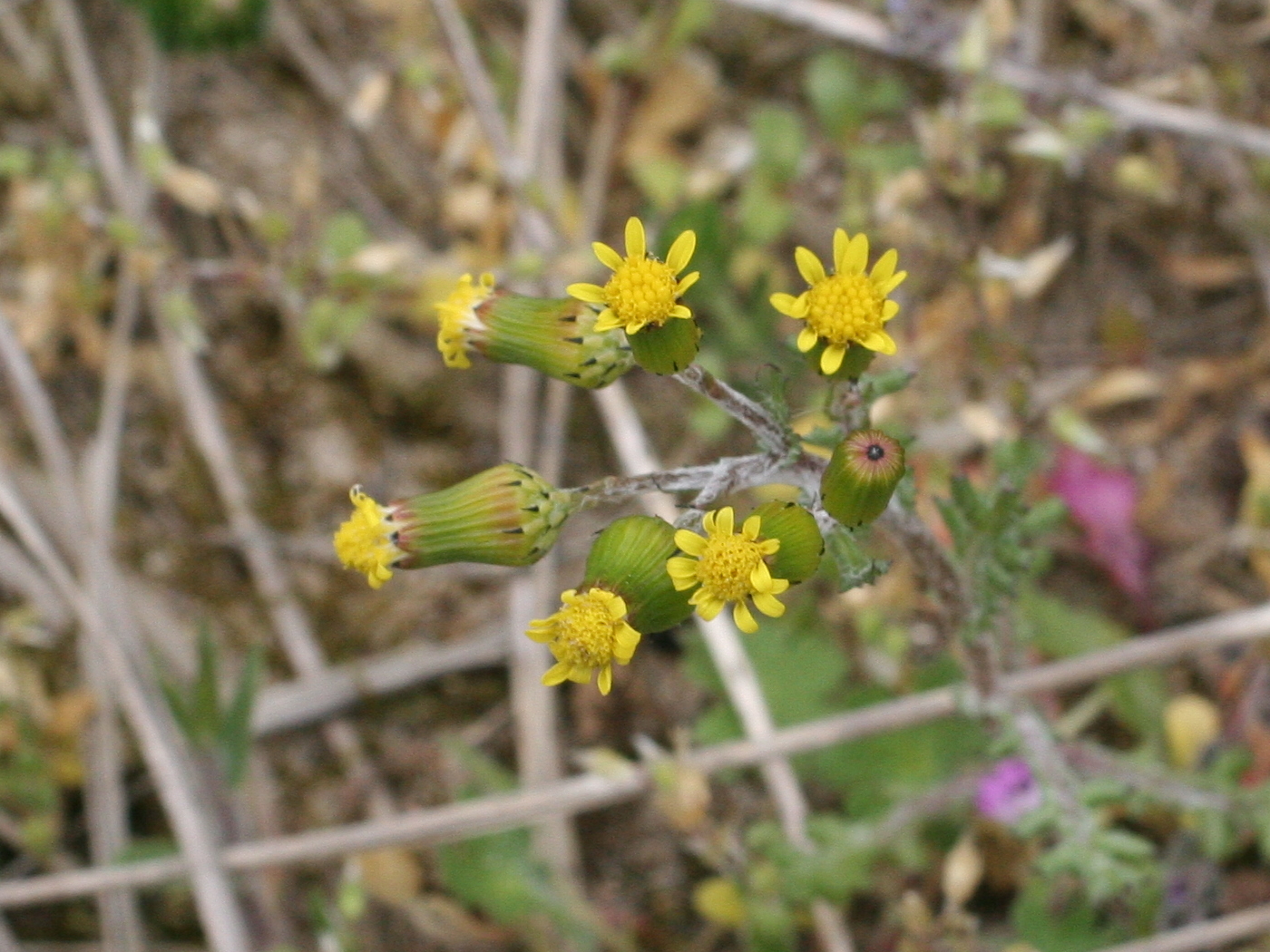 senecio_vulgaris_denticulatus2md