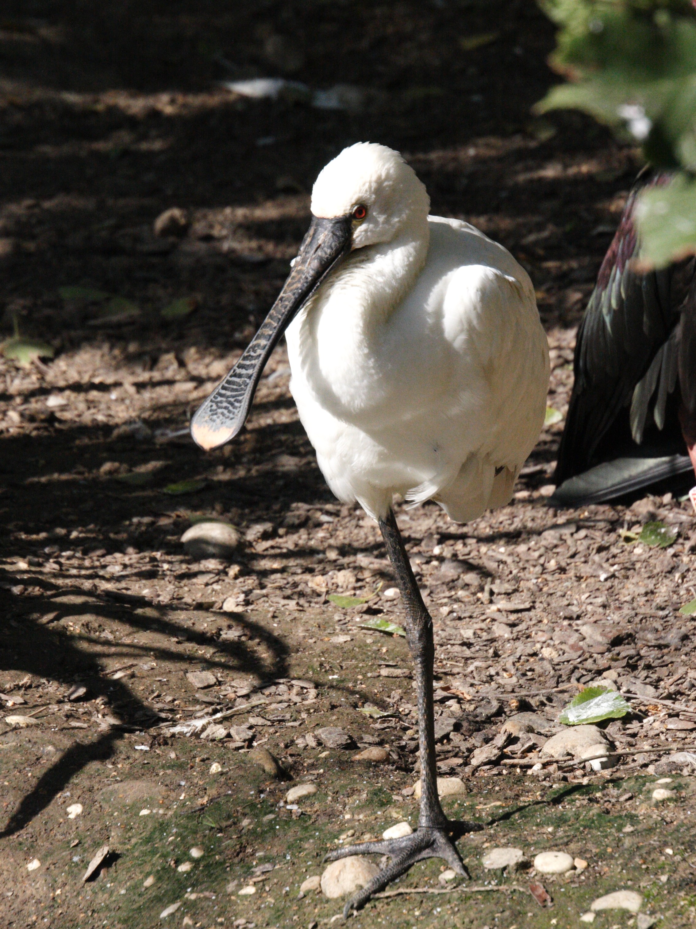 Afficher le média spatule_blanche_-_platalea_leucorodia1md spatule_blanche_-_platalea_leucorodia1md