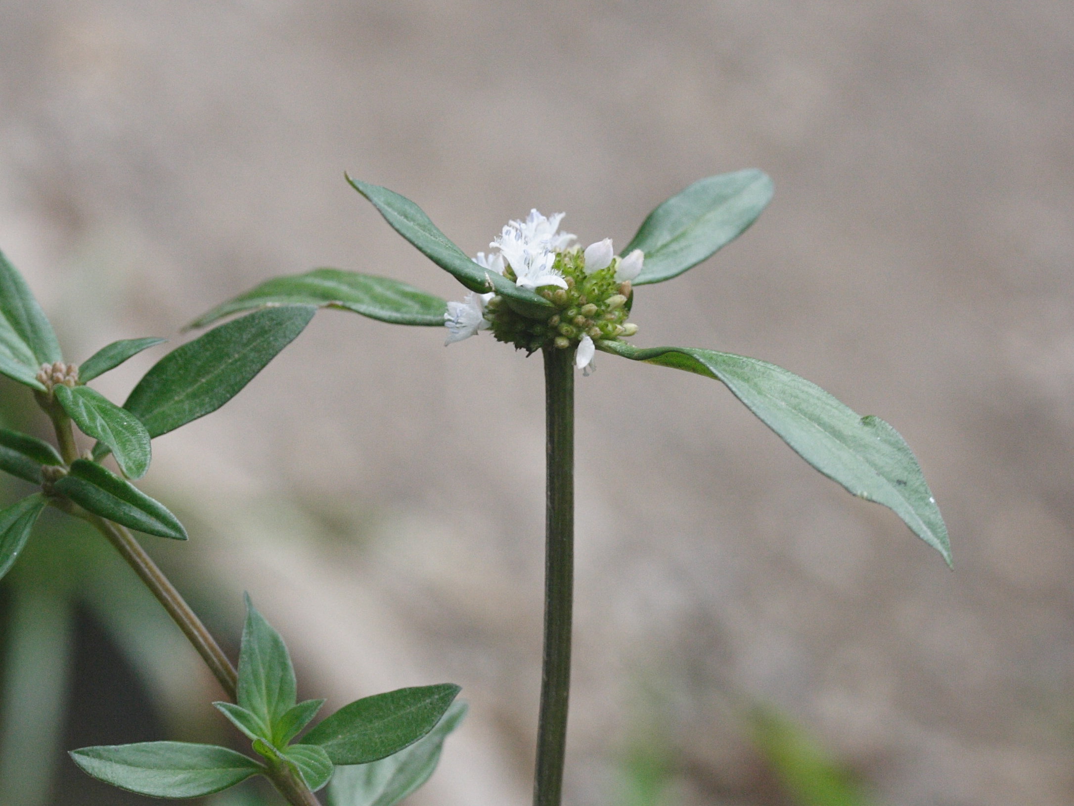 Afficher le média spermacoce_assurgens3md spermacoce_assurgens3md