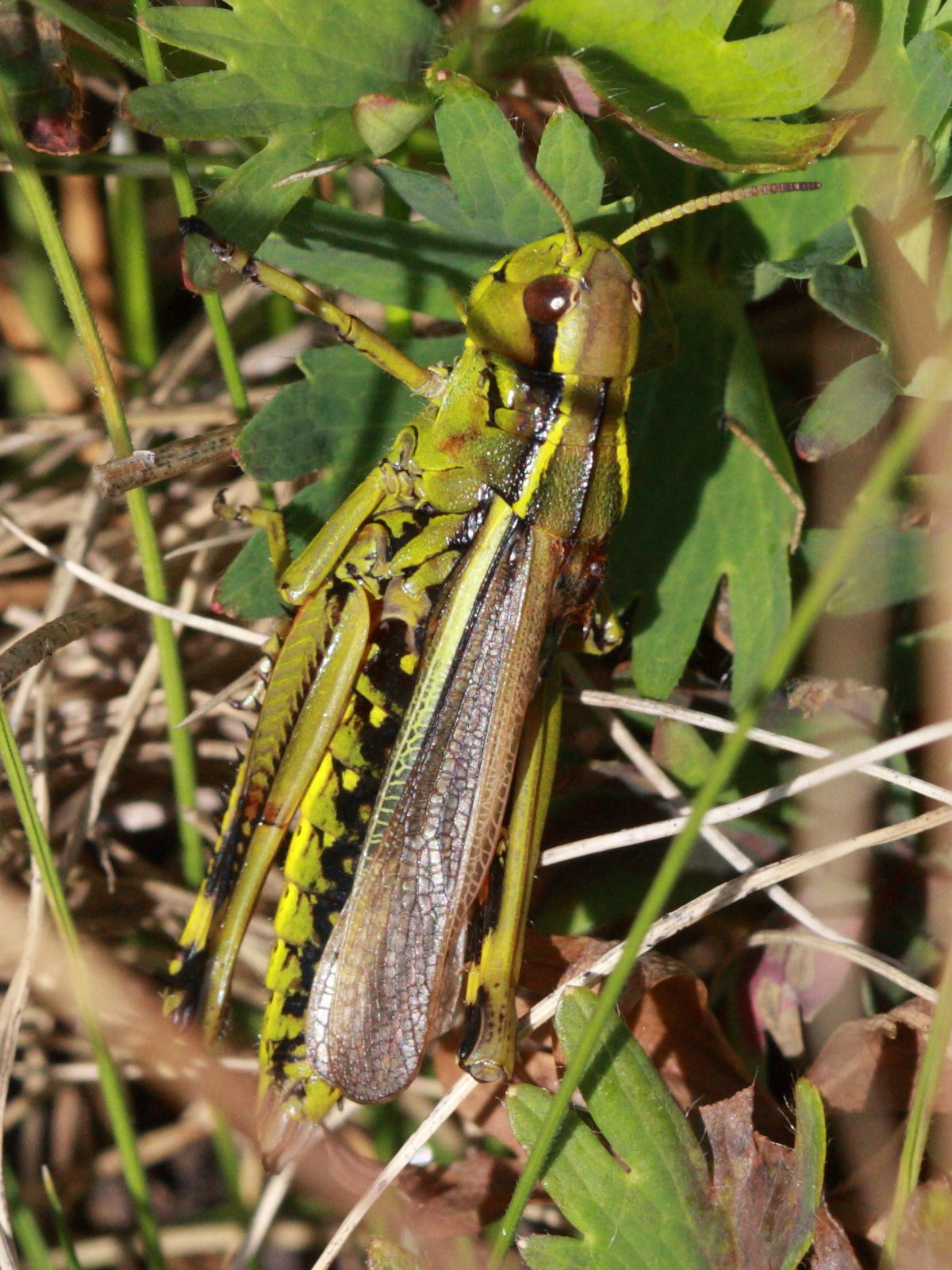 stethophyma_grossum4bd