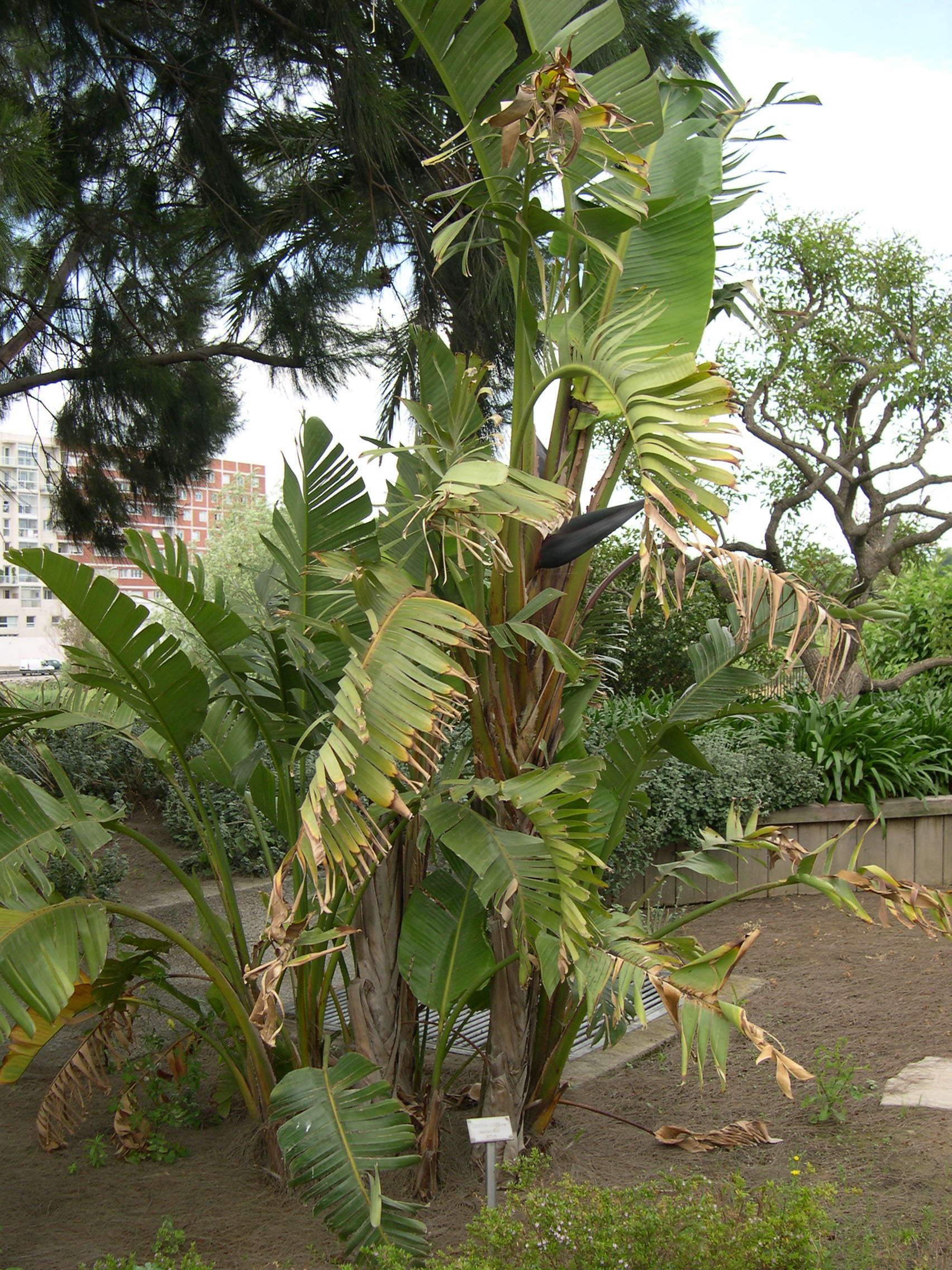 Afficher le média strelitzia_alba1md strelitzia_alba1md