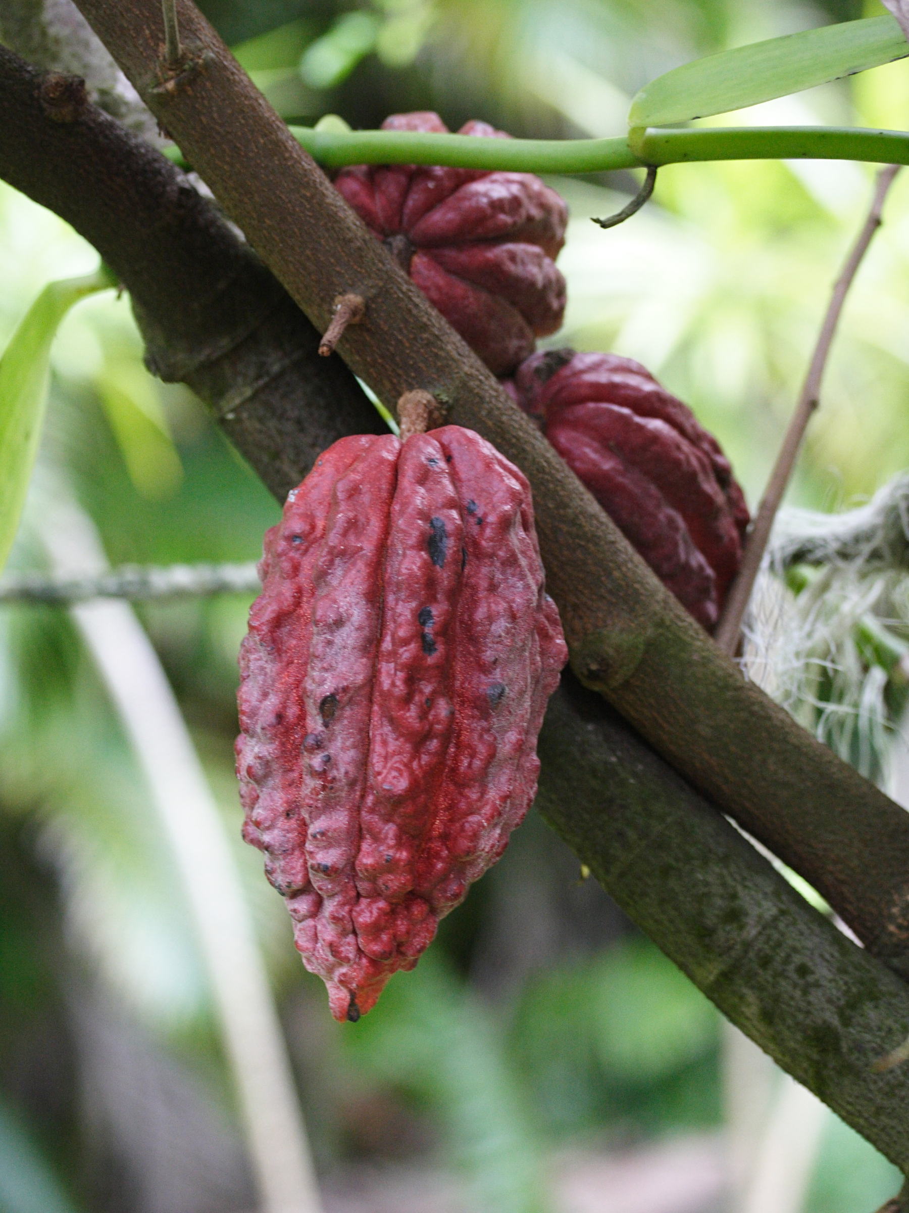 theobroma_cacao5md