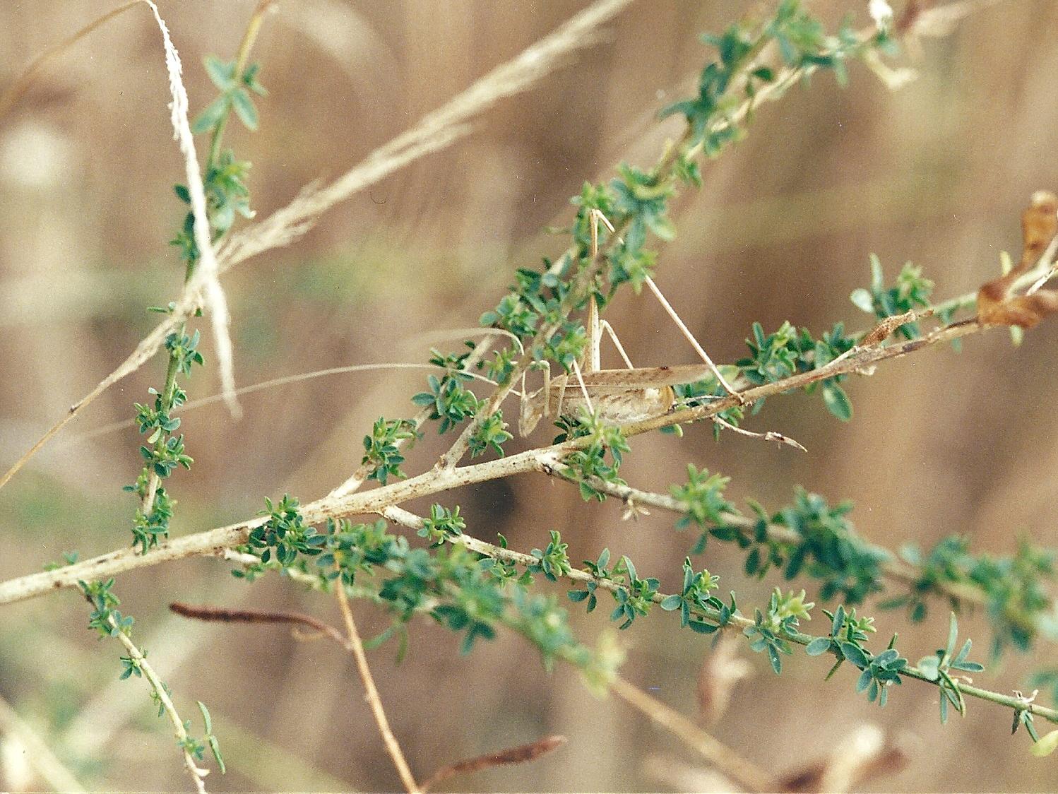 tylopsis_liliifolia1md