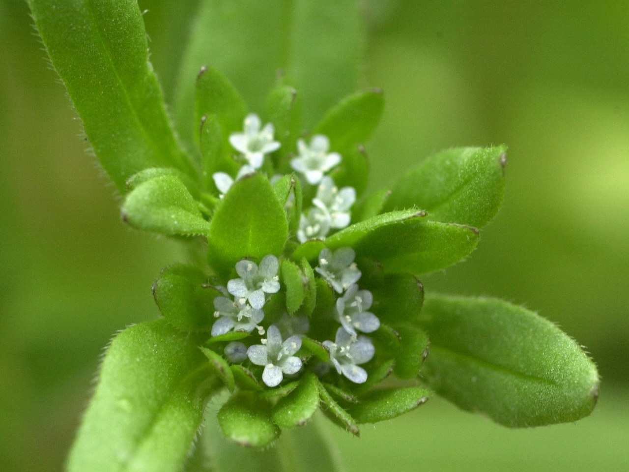 valerianella_locusta2md