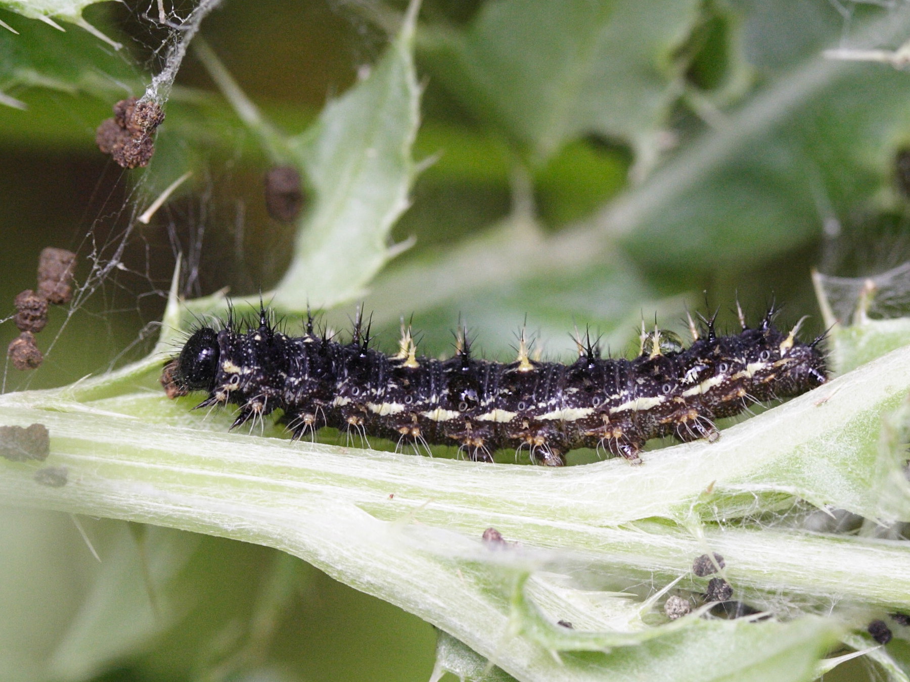 vanessa_cardui_ch3md