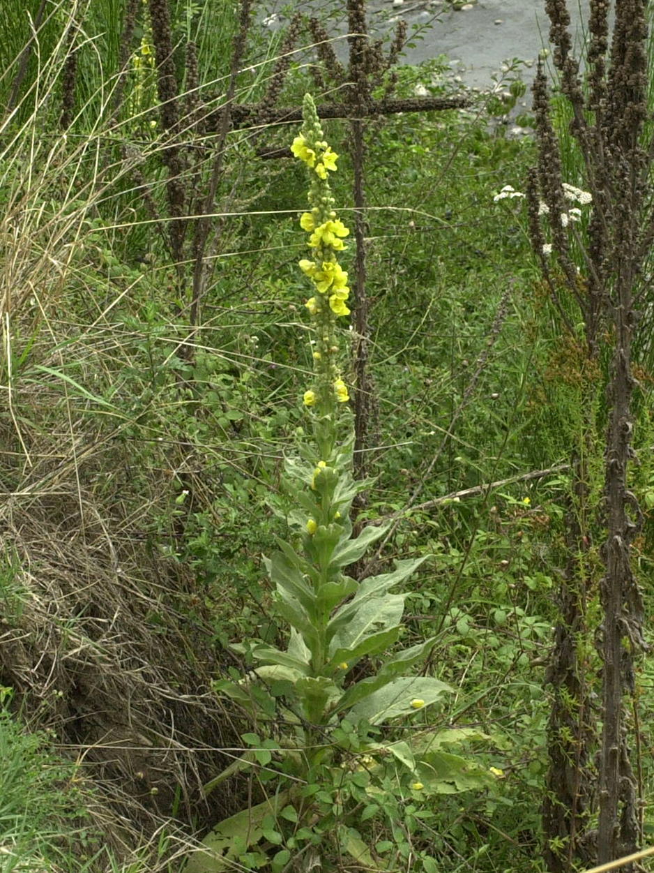 Afficher le média verbascum_thapsus1amd verbascum_thapsus1amd