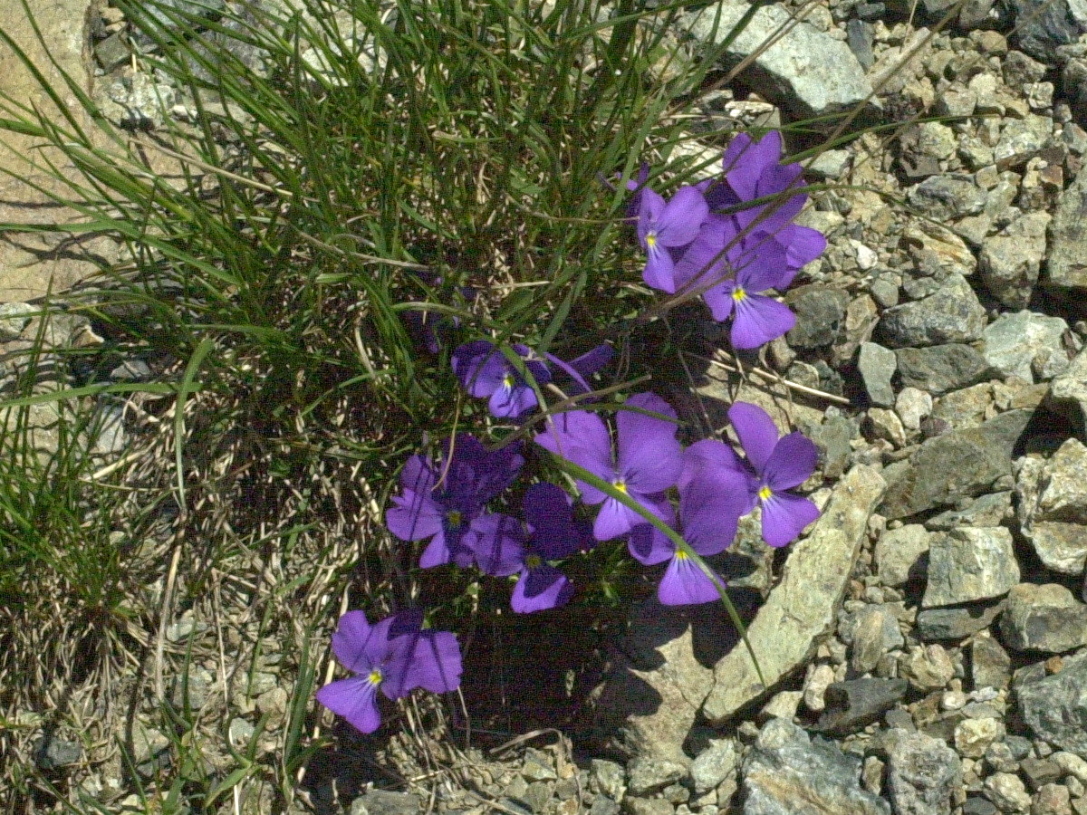 viola_cenisia1md