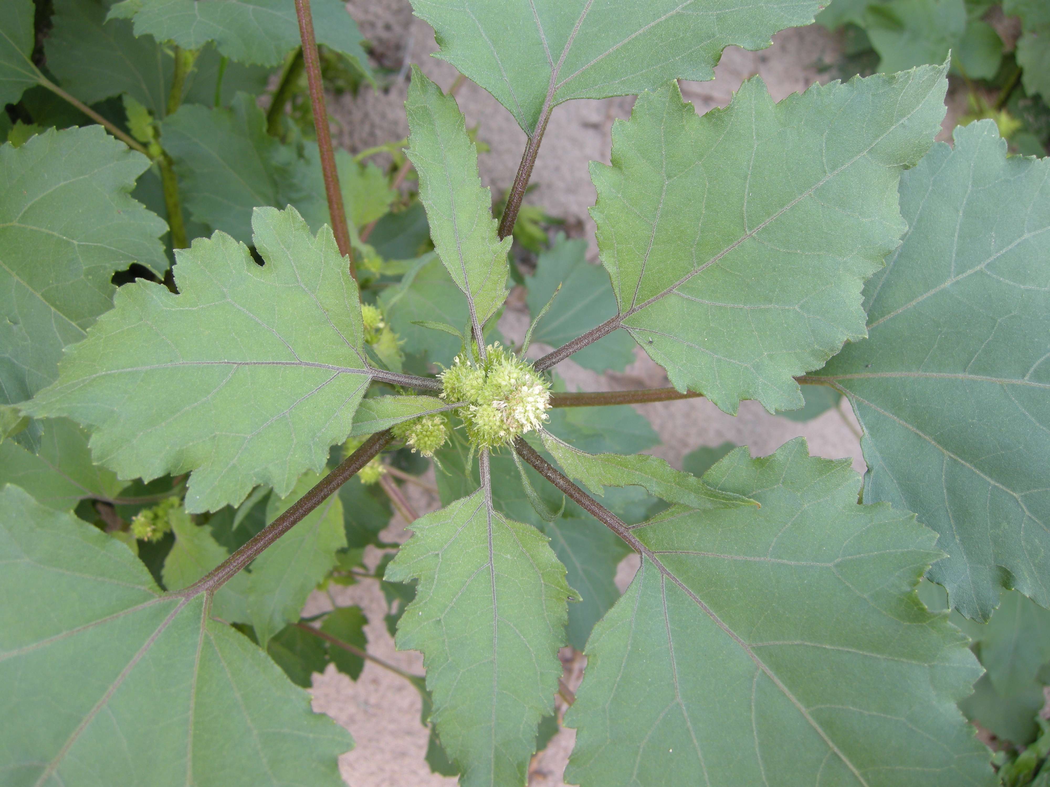 Afficher le média xanthium_albinum3md xanthium_albinum3md