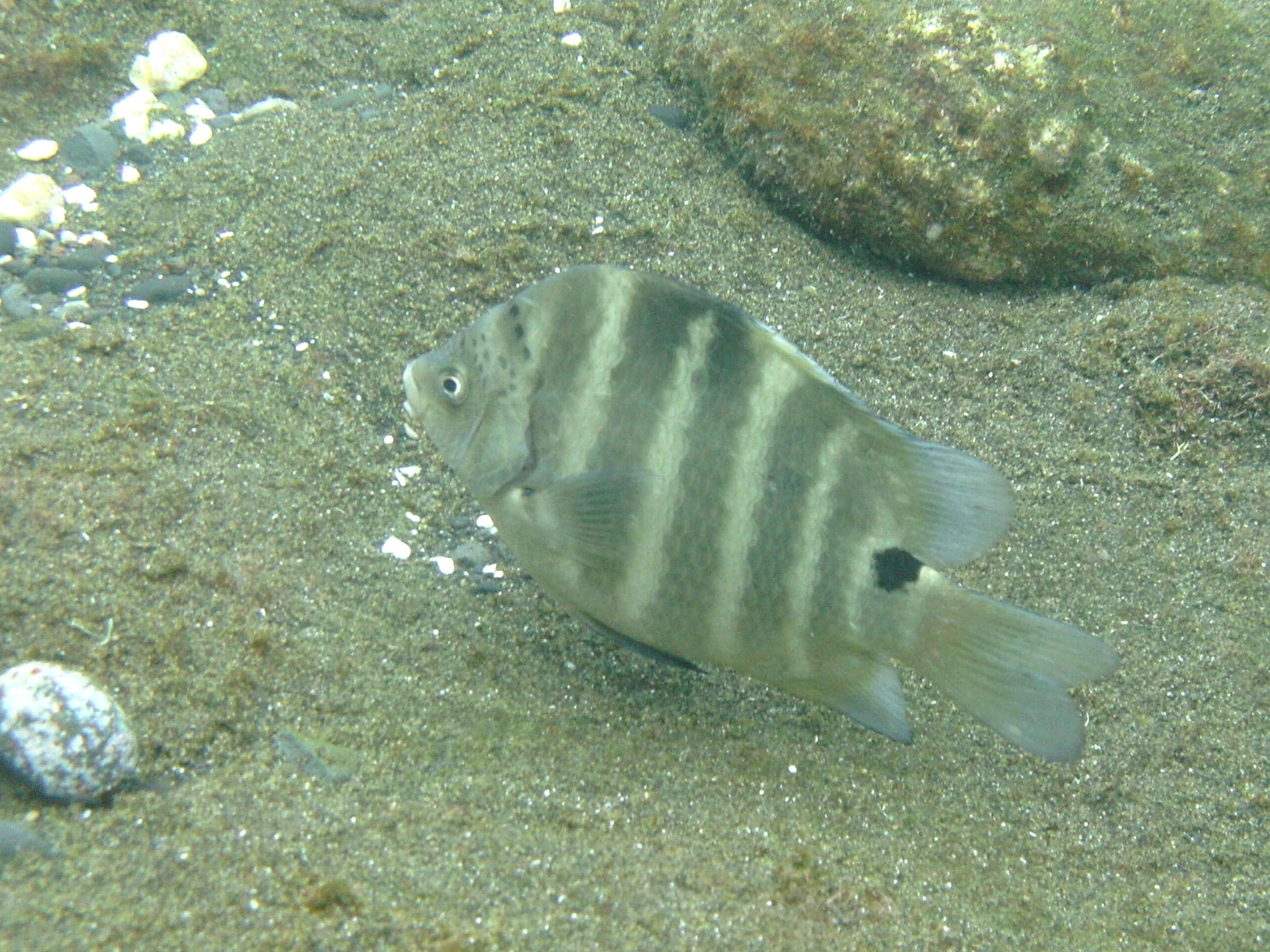 abudefduf_sordidus1bd