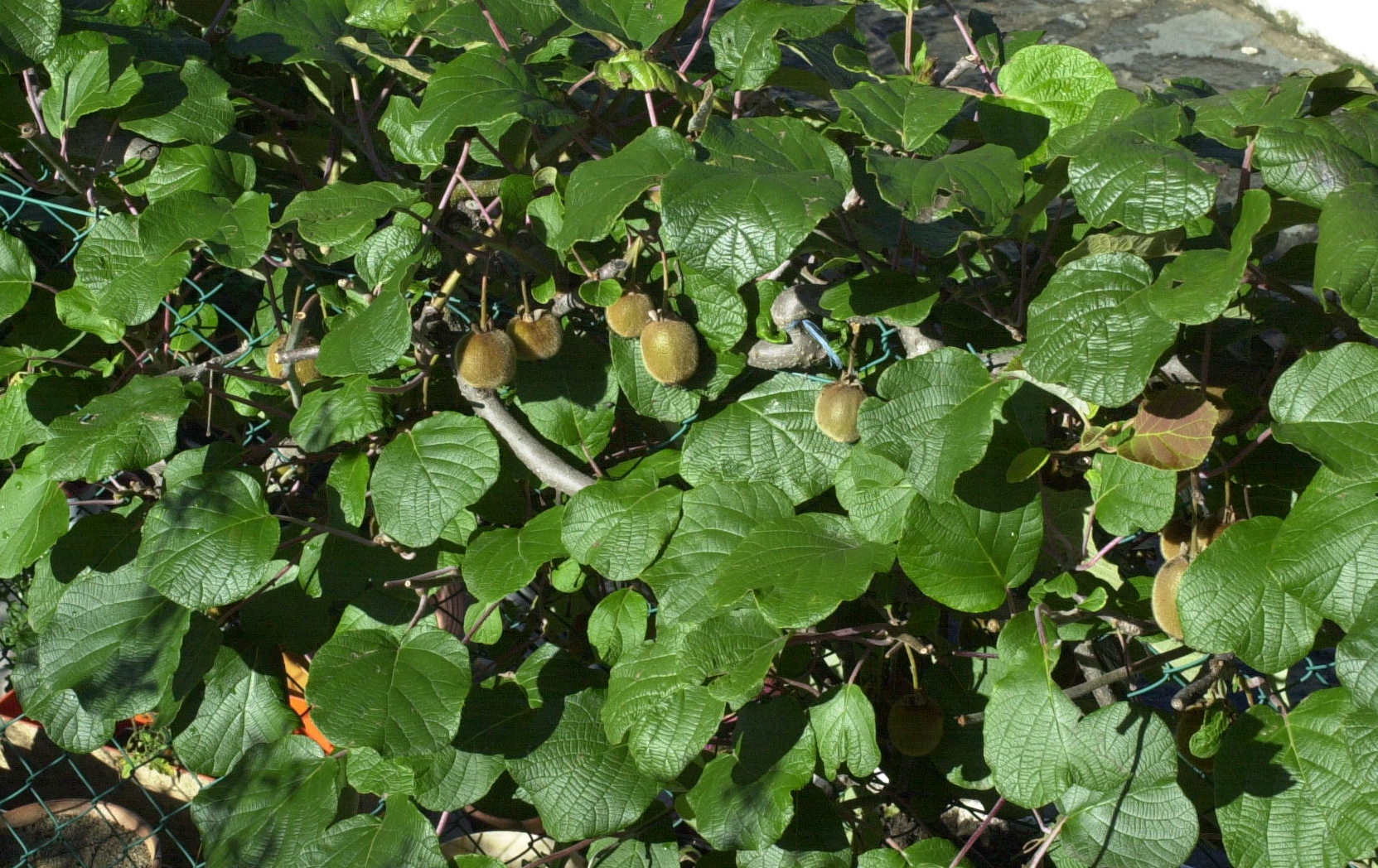 Afficher le média actinidia_deliciosa1md actinidia_deliciosa1md