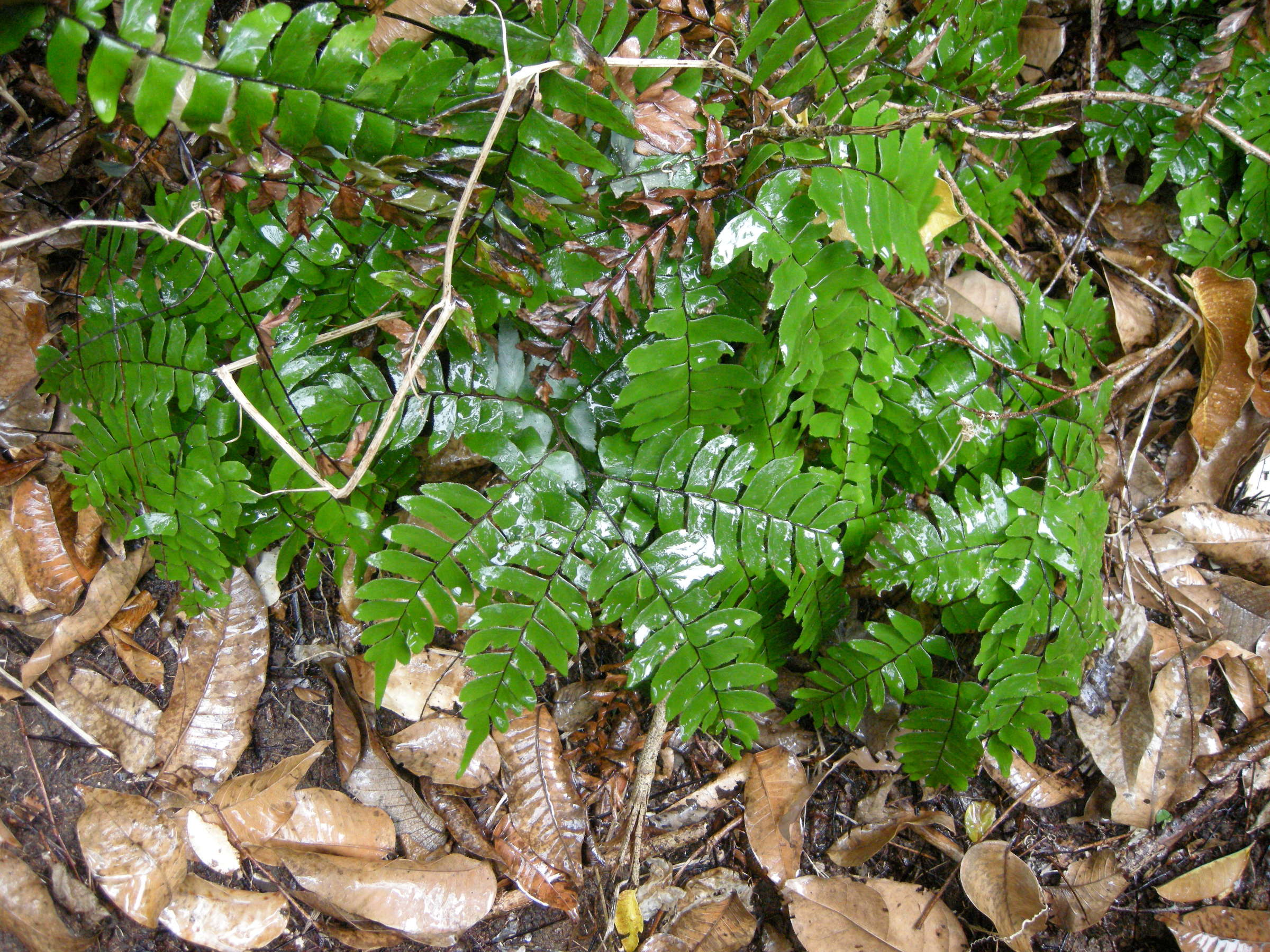 adiantum_latifolium3md