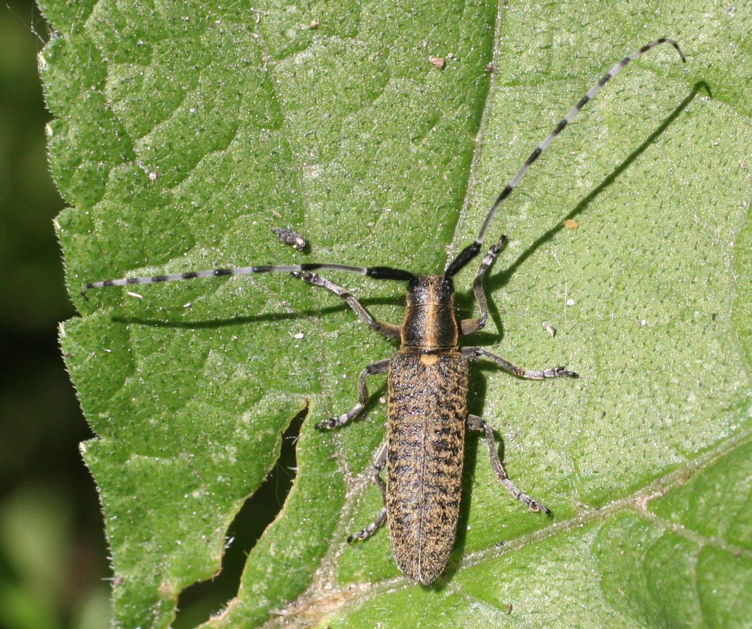 Afficher le média agapanthia_villosoviridescens2md agapanthia_villosoviridescens2md