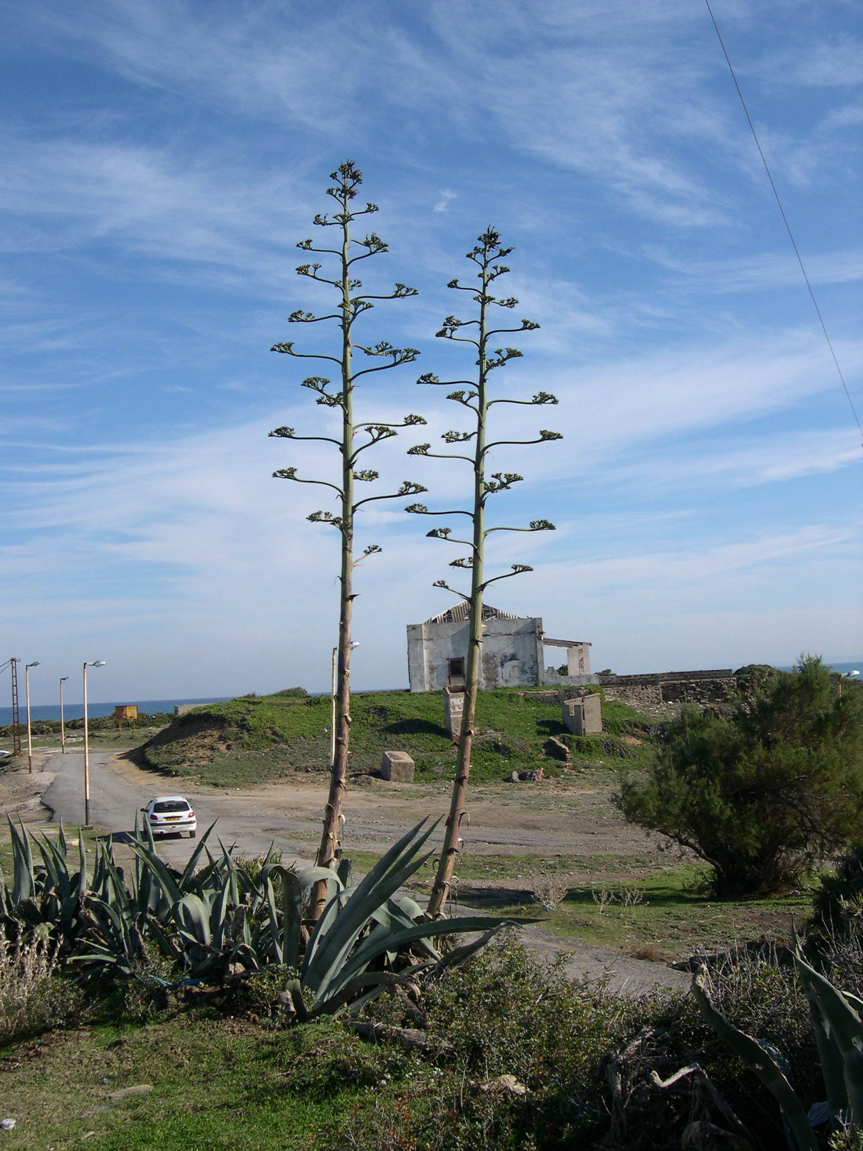 agave_americana3md
