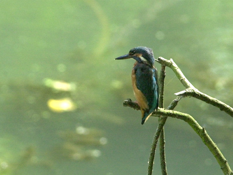 Alcedo_atthis