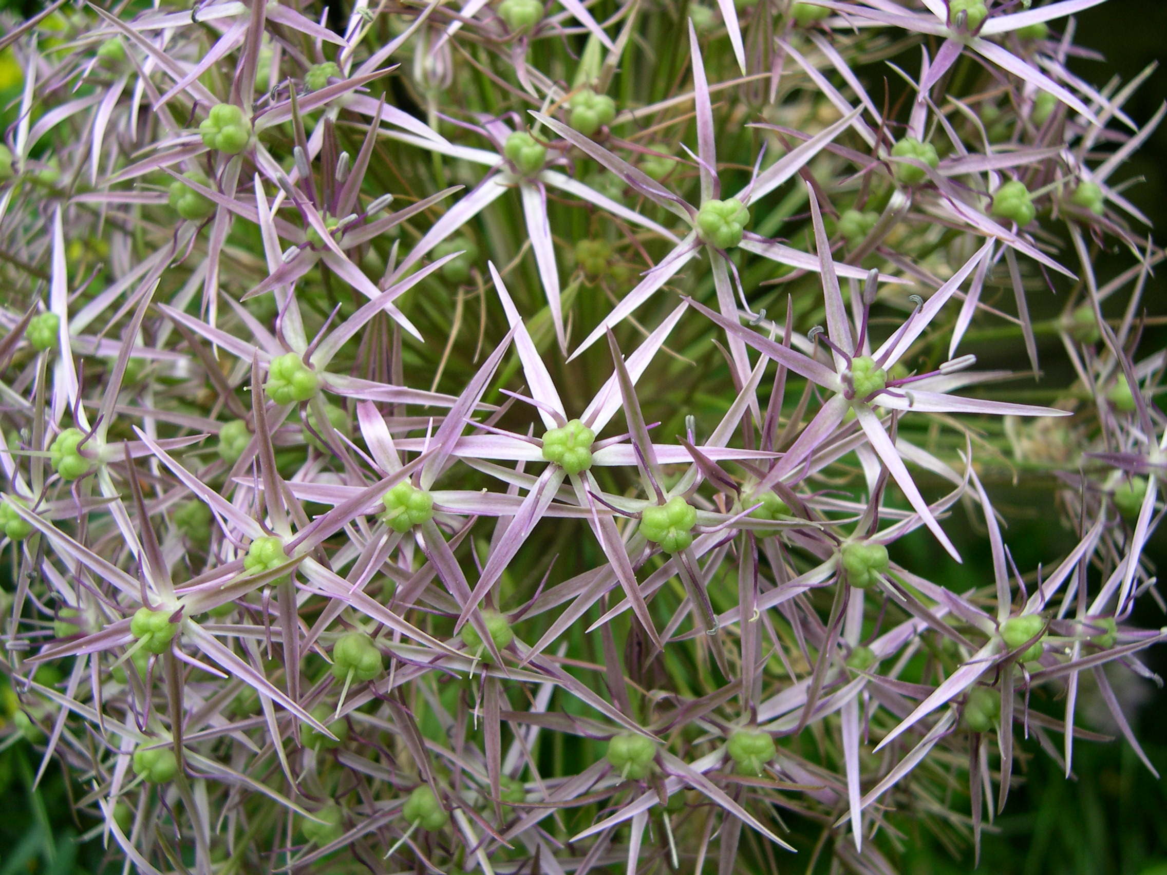 allium_christophii2md