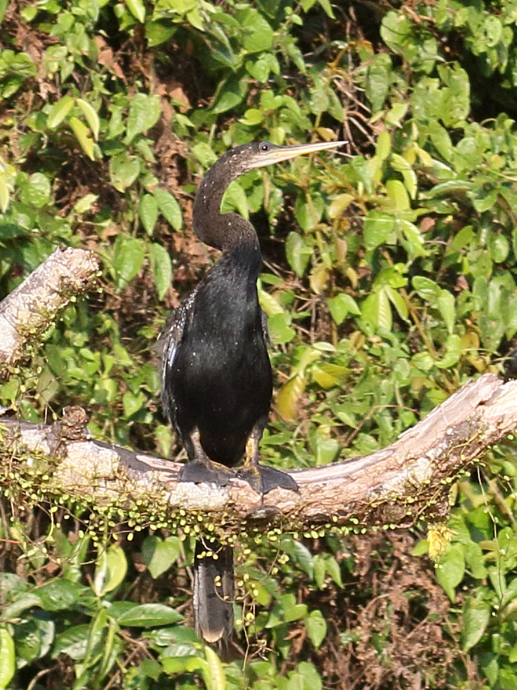 anhinga_d-amerique_-_anhinga_anhinga3bd