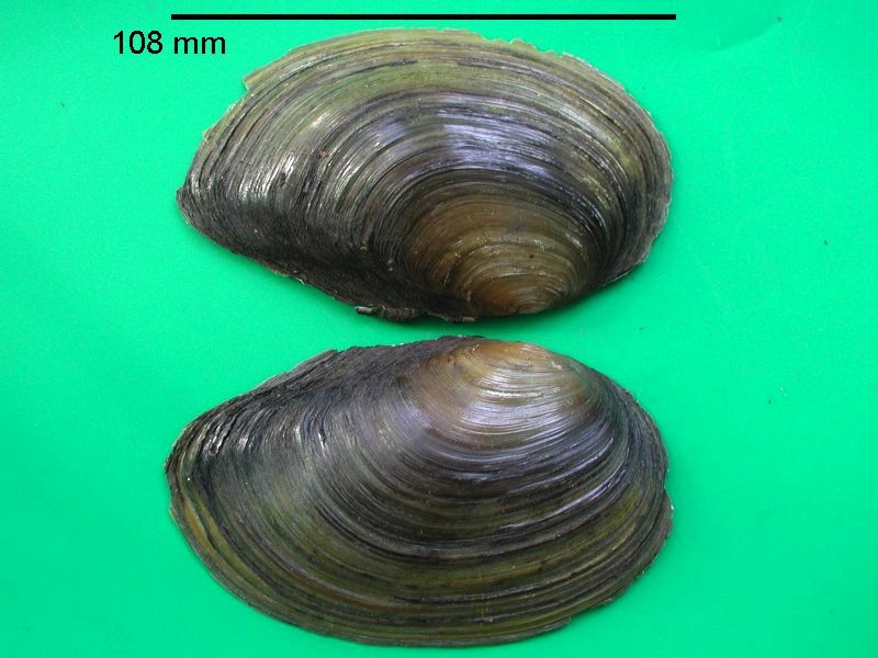 Afficher le média anodonta_cygnea_cygnea1bmd anodonta_cygnea_cygnea1bmd
