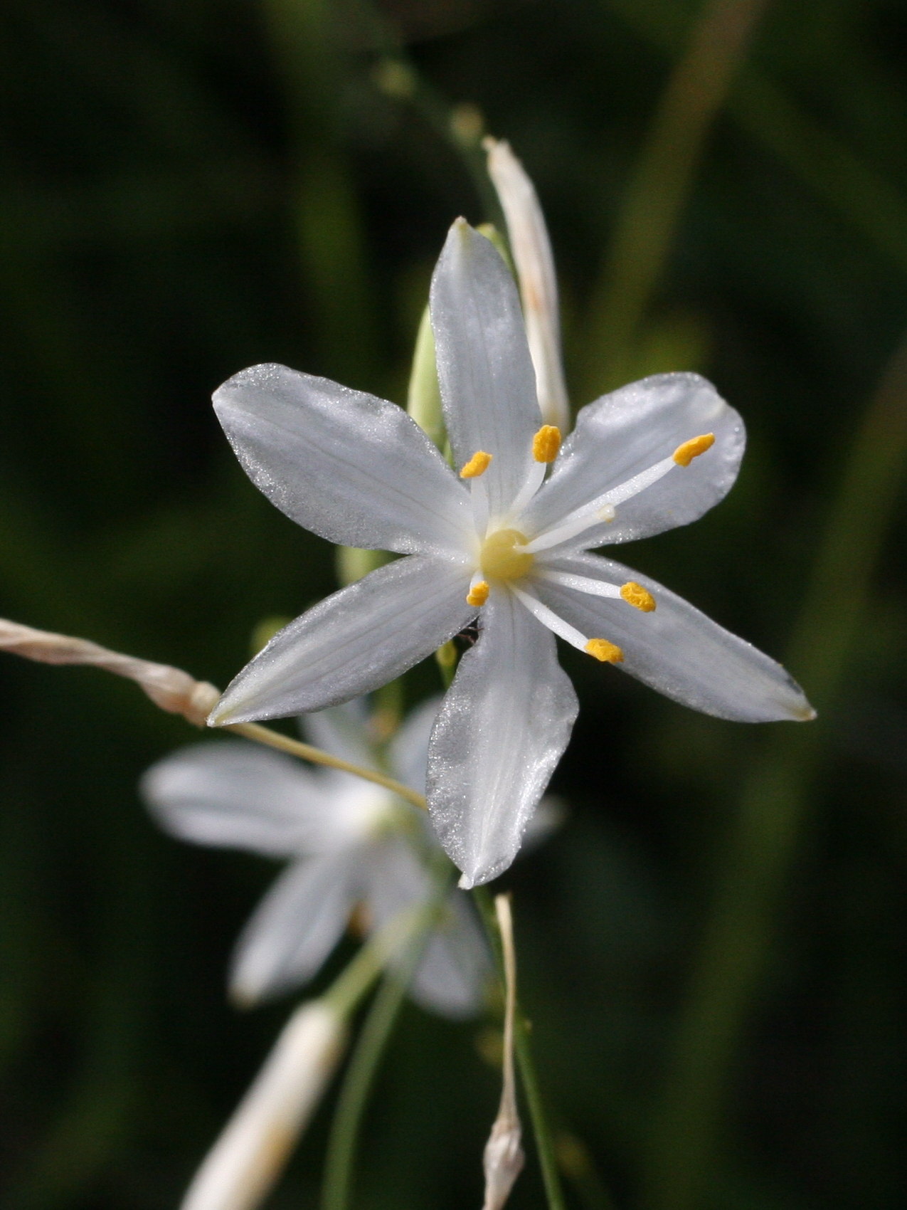 anthericum_ramosum5md