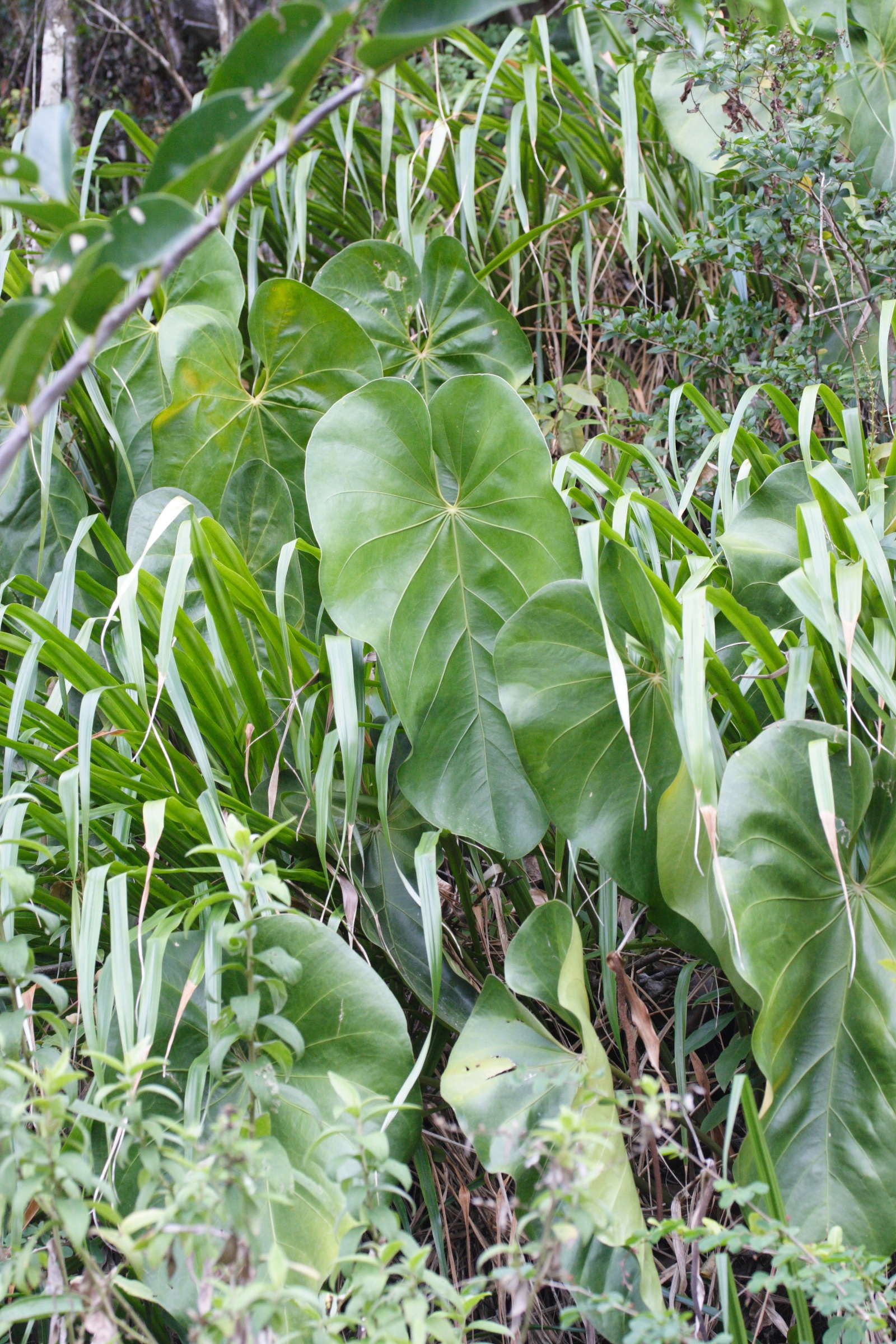 anthurium_grandifolium1md