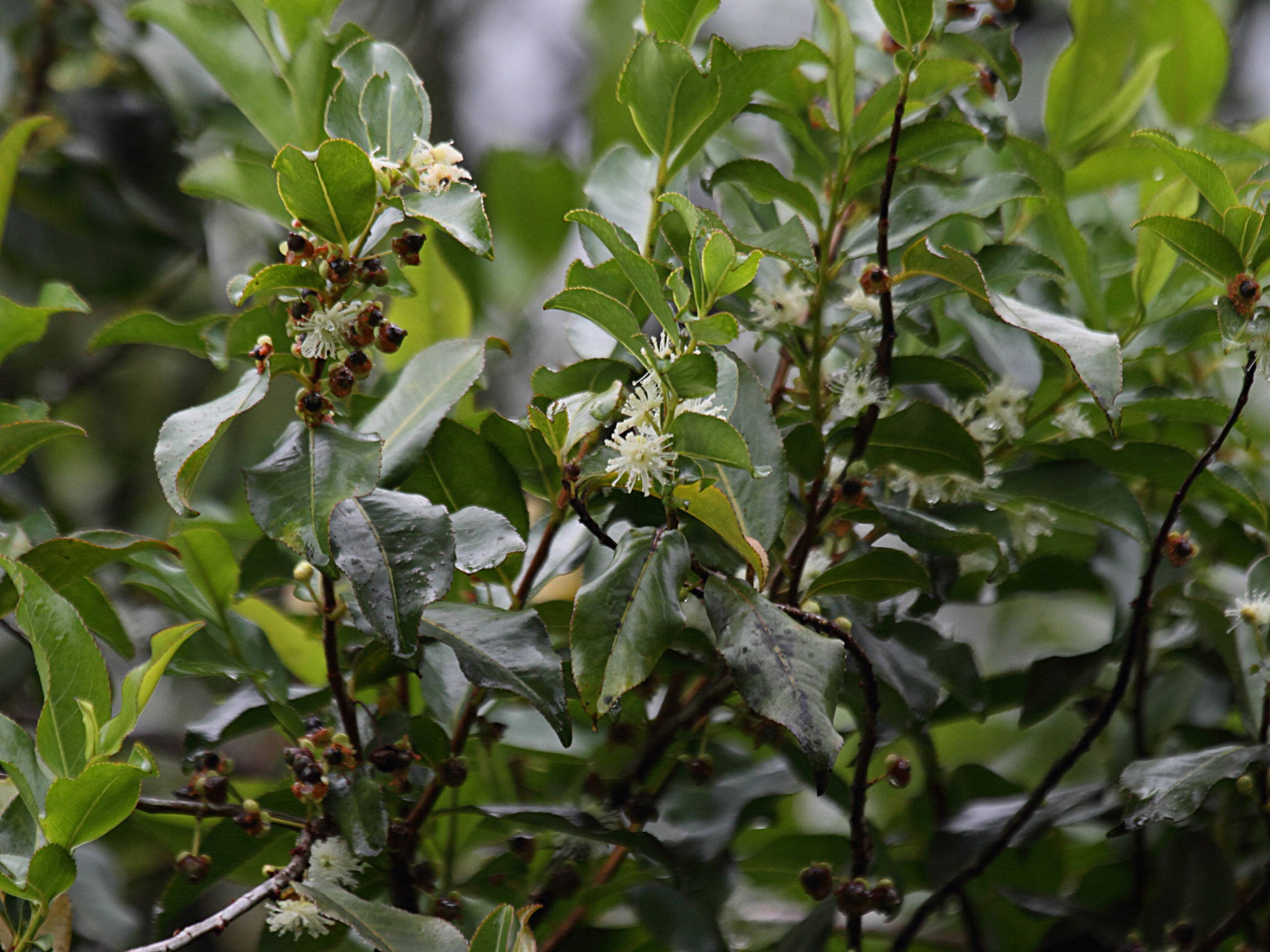 aphloia_theiformis6bd