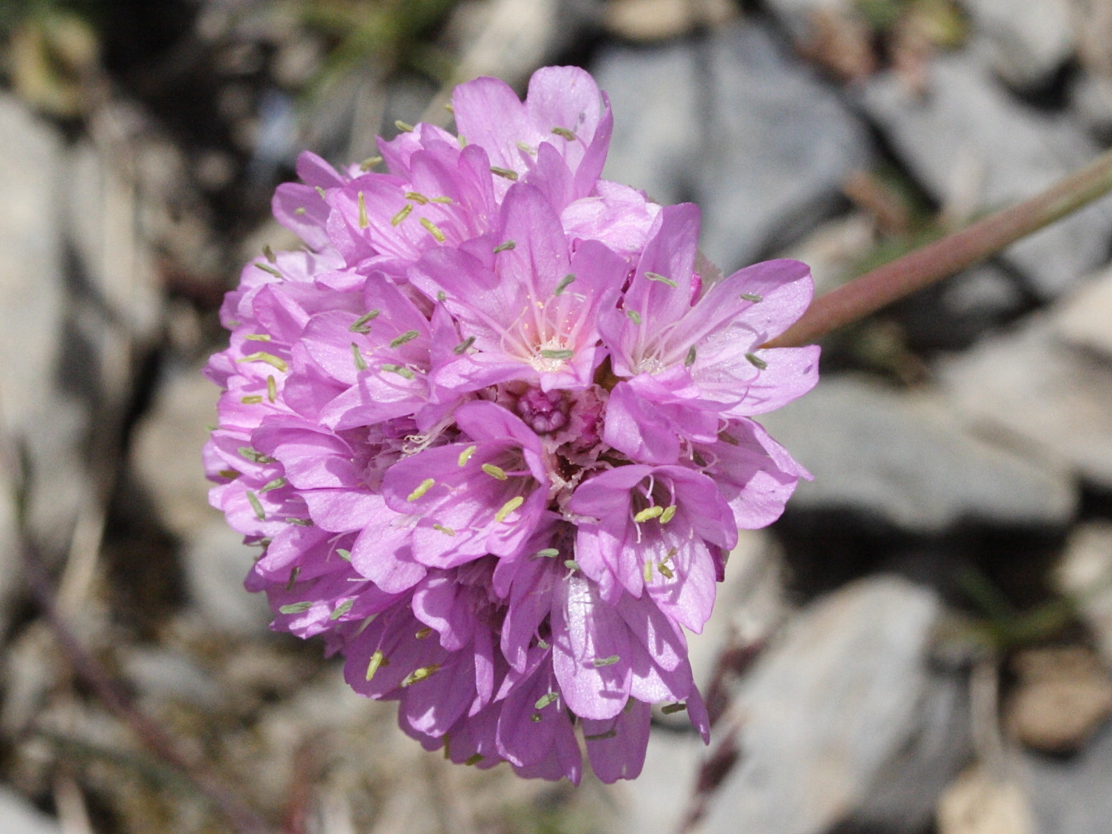 Afficher le média armeria_alpina3md armeria_alpina3md