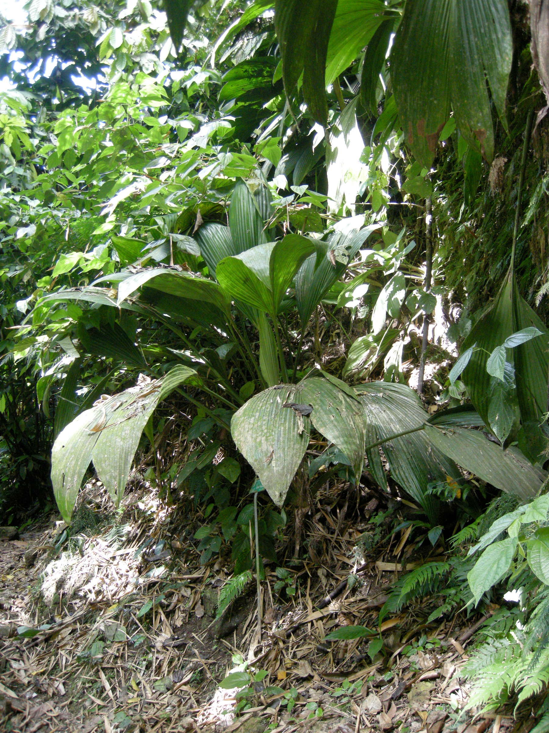 Afficher le média asplundia_insignis1md asplundia_insignis1md