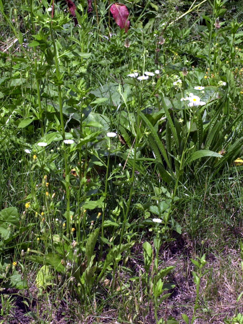 aster_lanceolatus1md