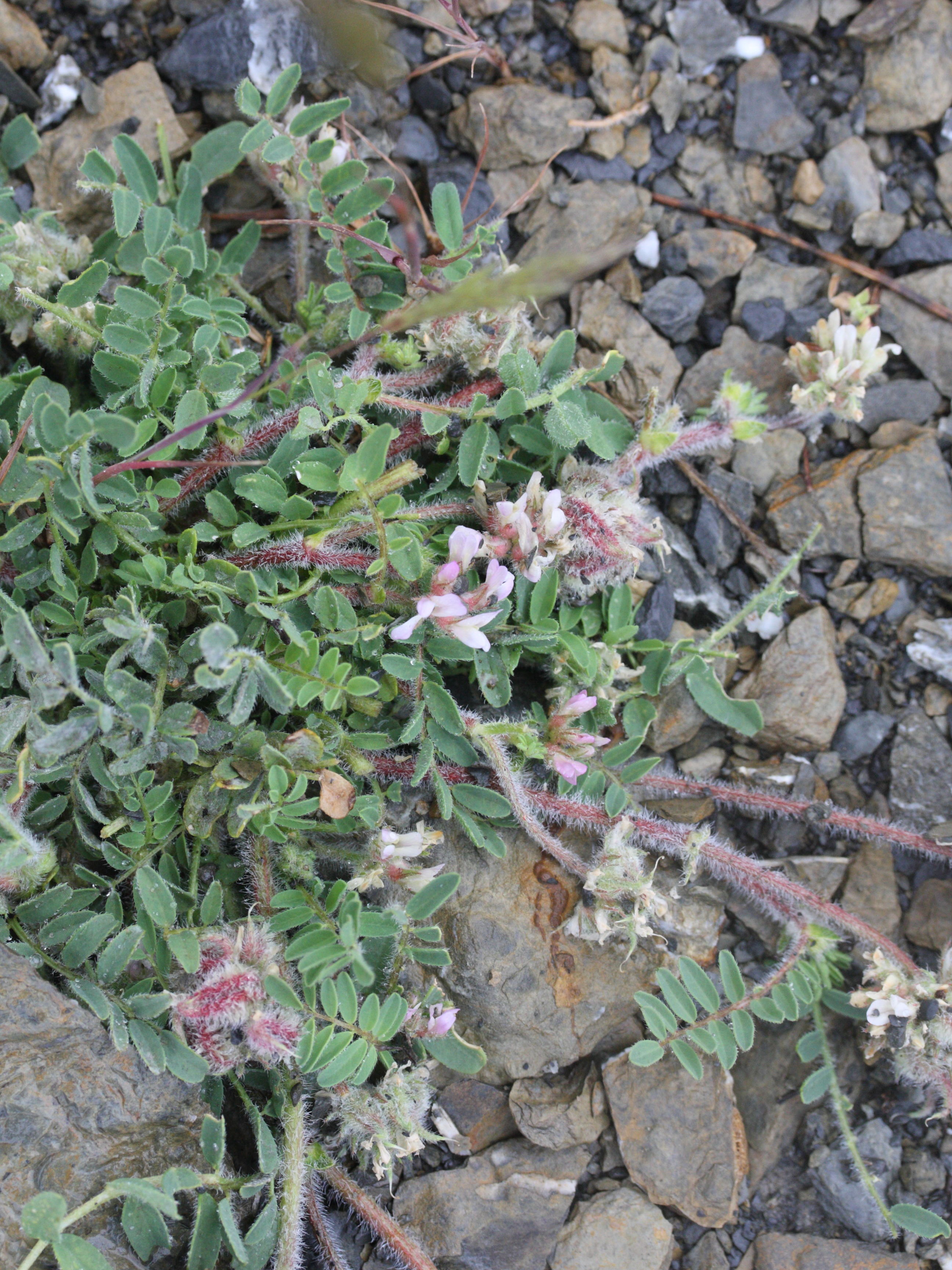 astragalus_echinatus3md