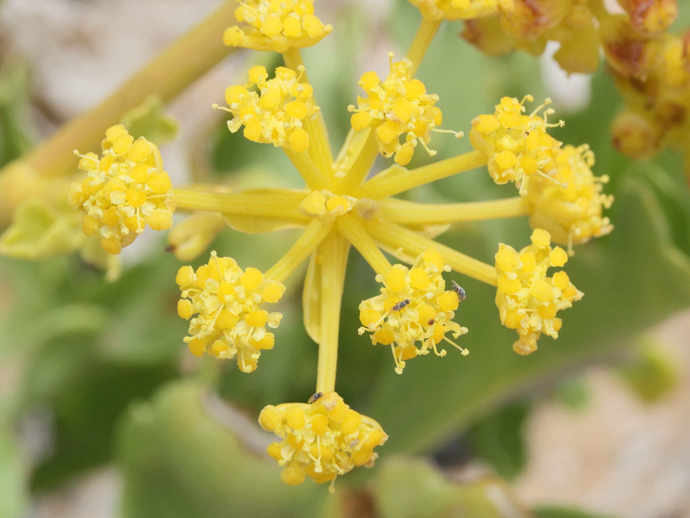 astydamia_latifolia2md