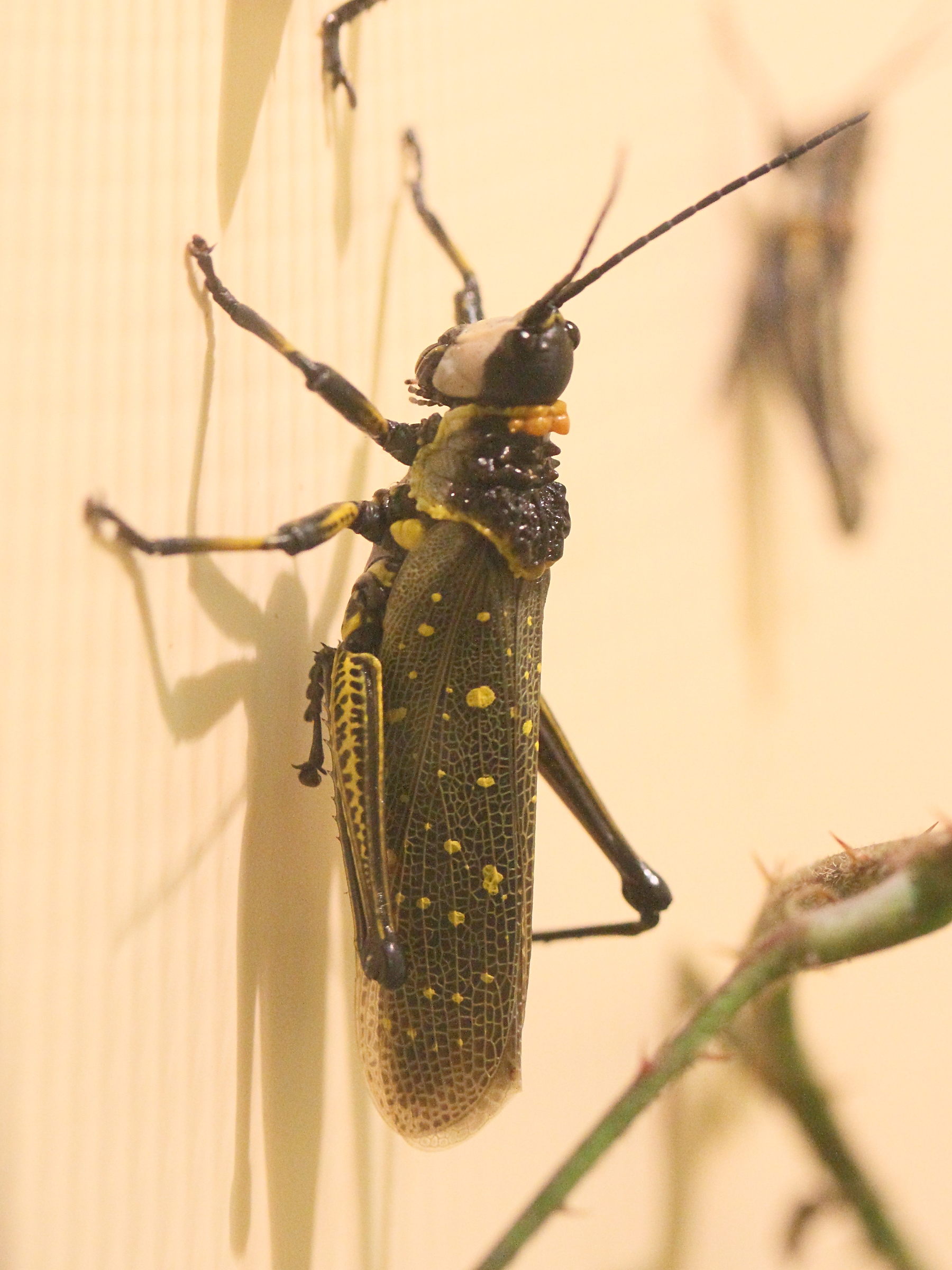 aularches_miliaris4md