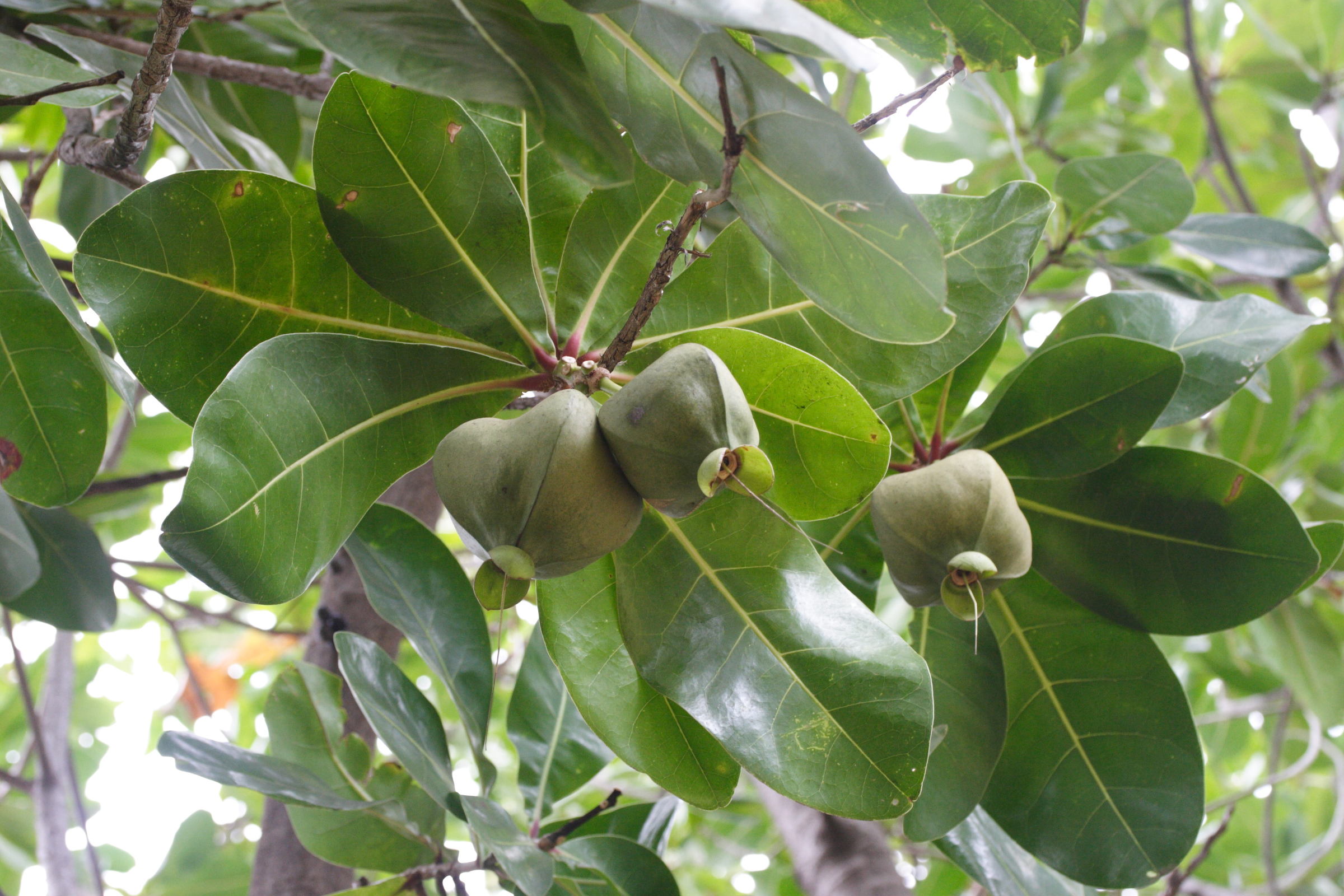 barringtonia_asiatica2md