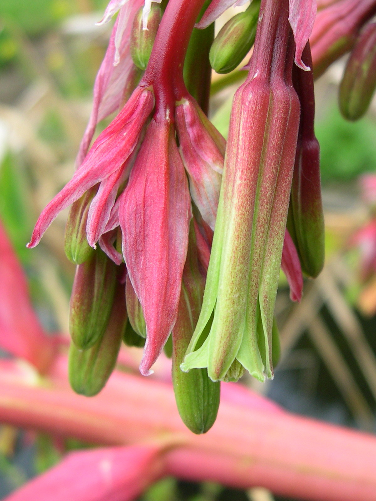 beschorneria_yuccoides2md