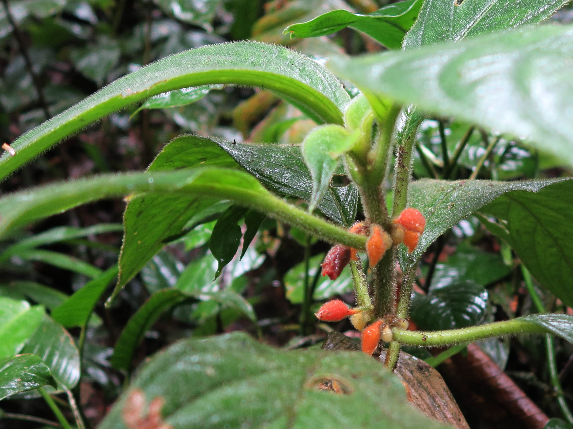 besleria_columneoides2md