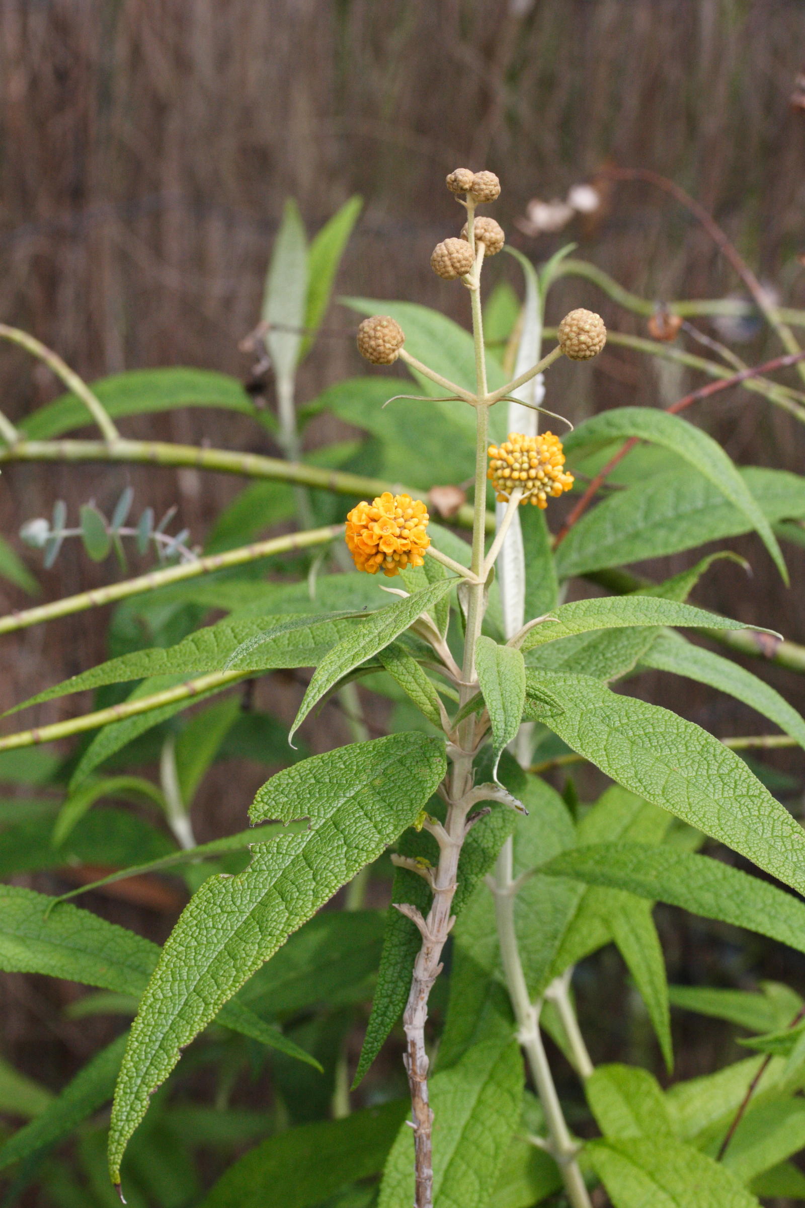 Afficher le média Buddleia_globosa Buddleia_globosa