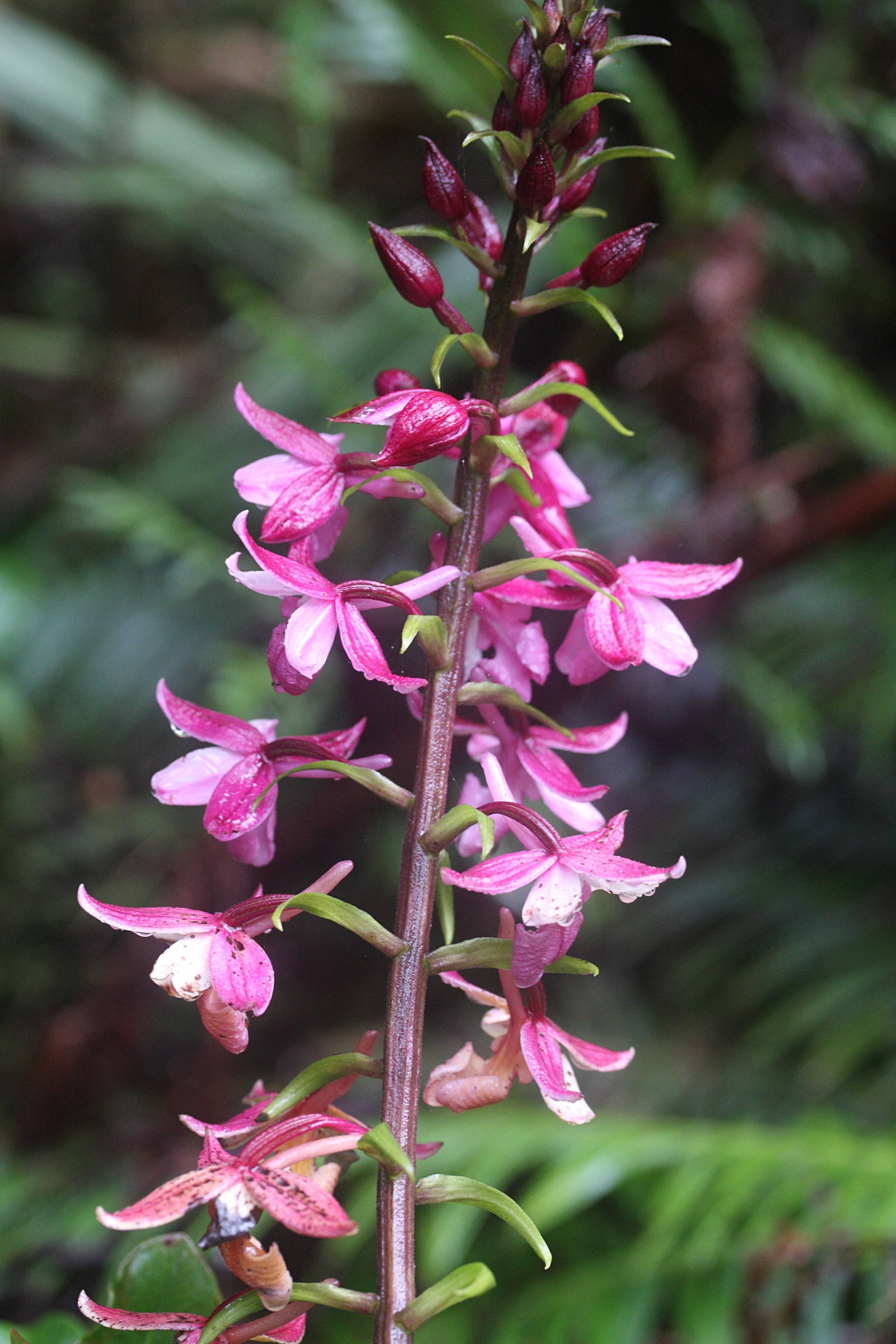 calanthe_sylvatica3md