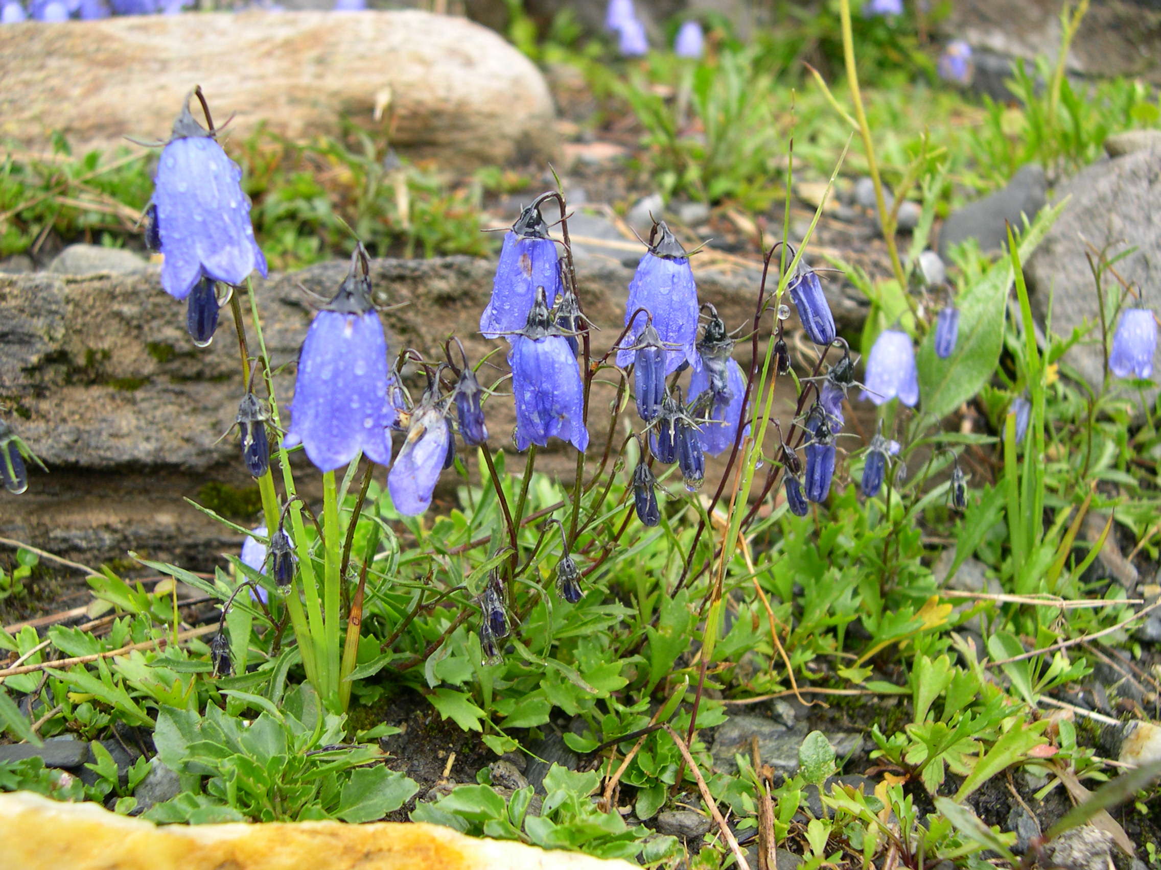 Campanula_cochleariifolia