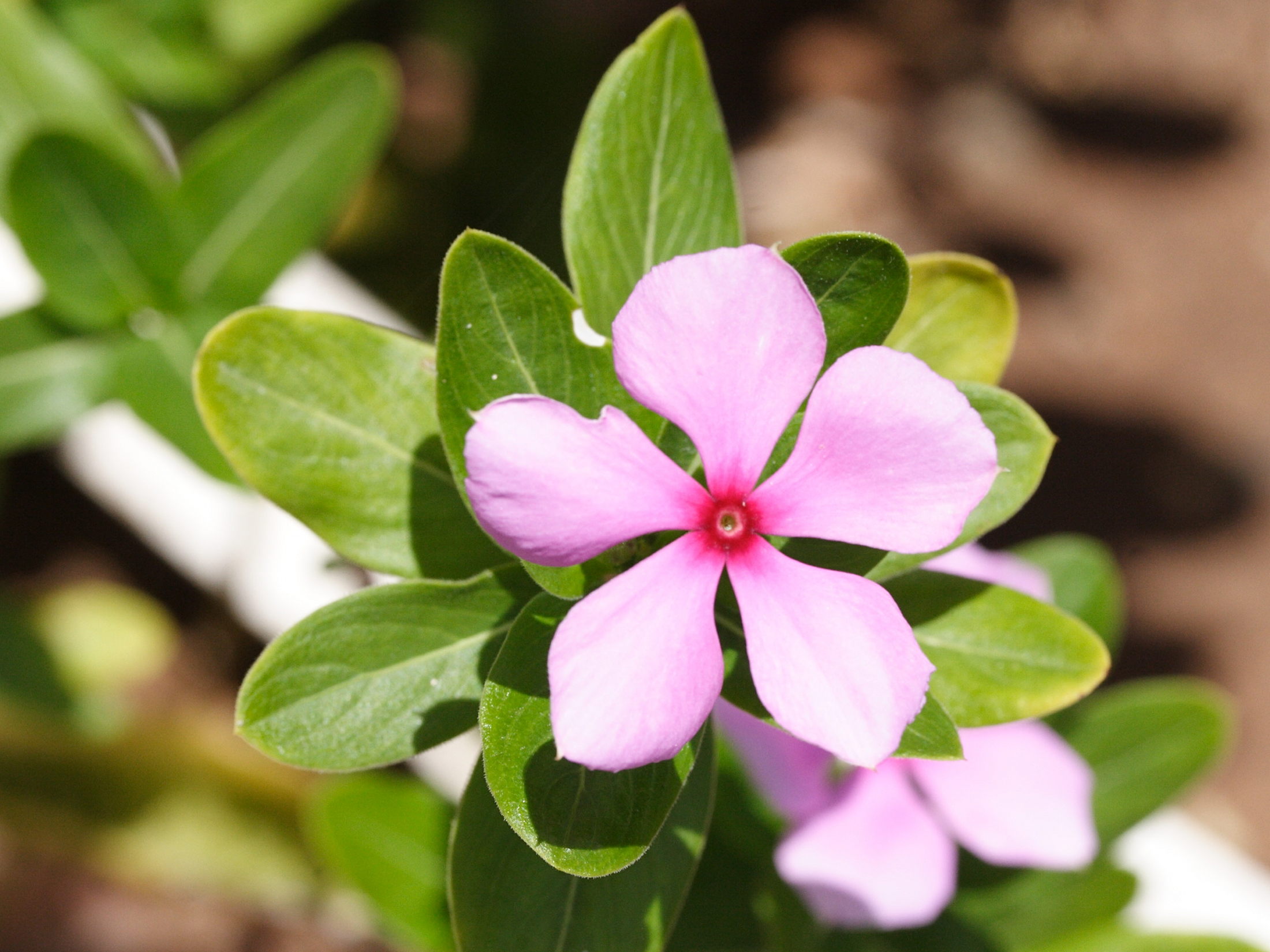 catharanthus_roseus4md