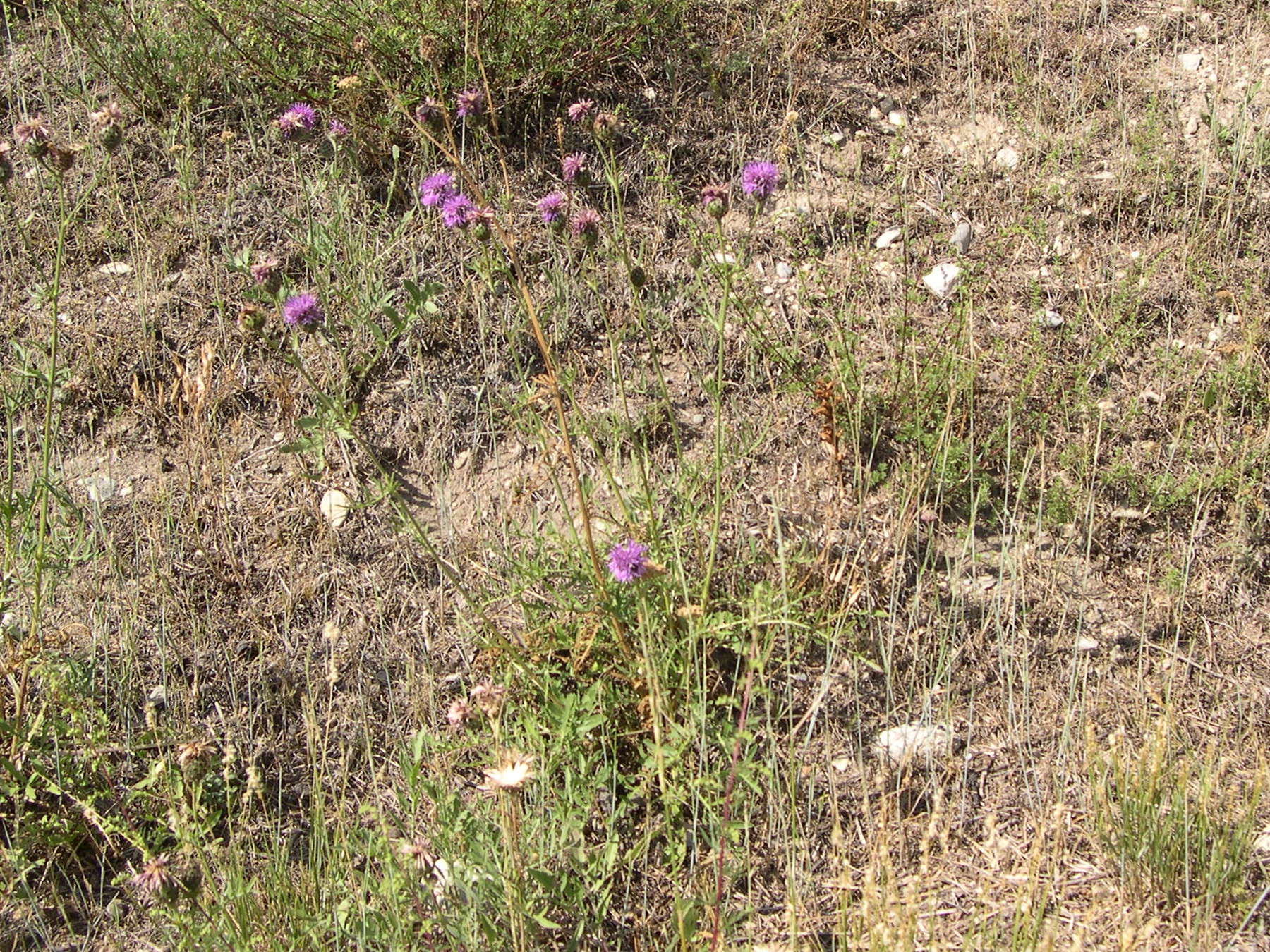 Afficher le média centaurea_scabiosa6md centaurea_scabiosa6md