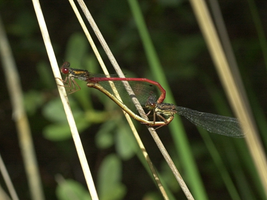 ceriagrion_tenellum2md