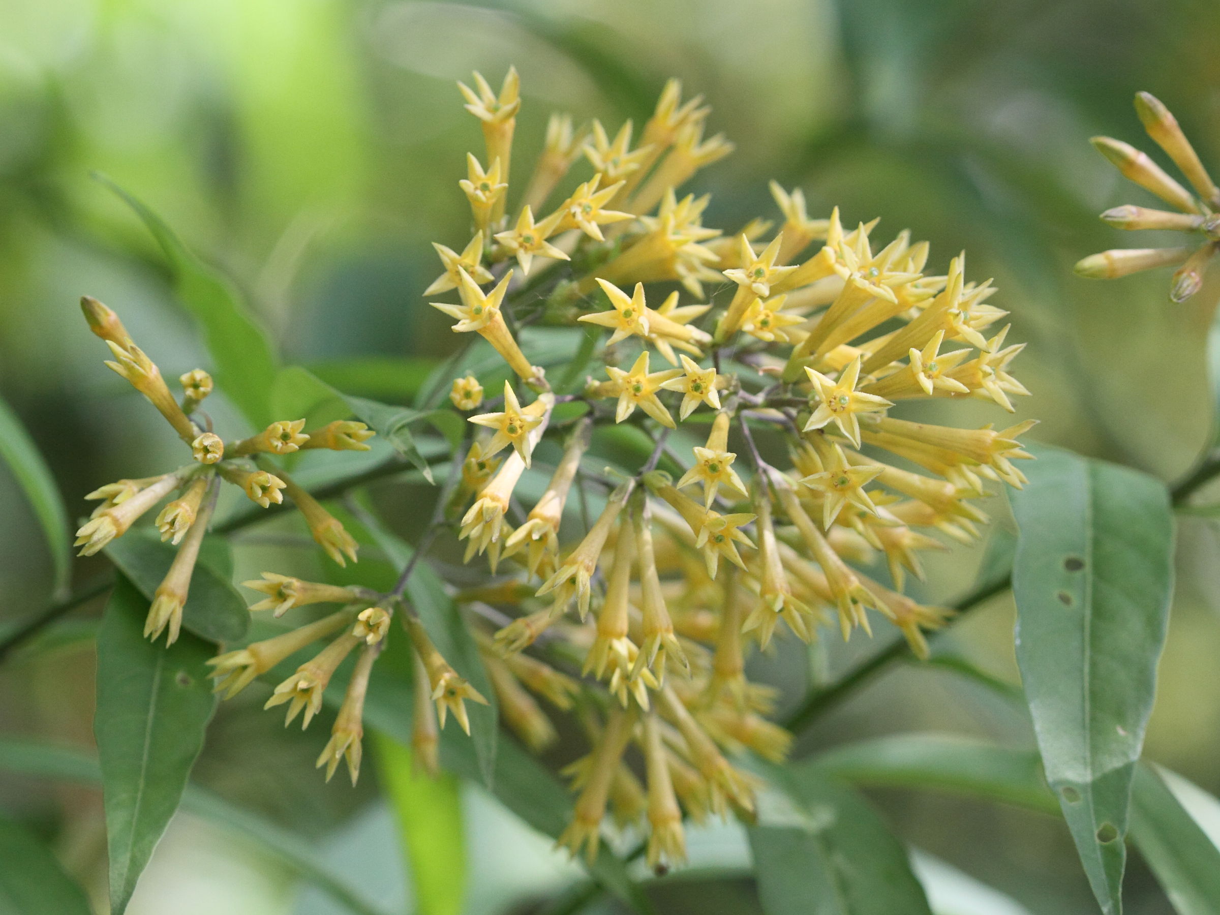 cestrum_nocturnum2bd