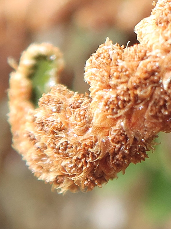 Afficher le média ceterach_officinarum4md ceterach_officinarum4md