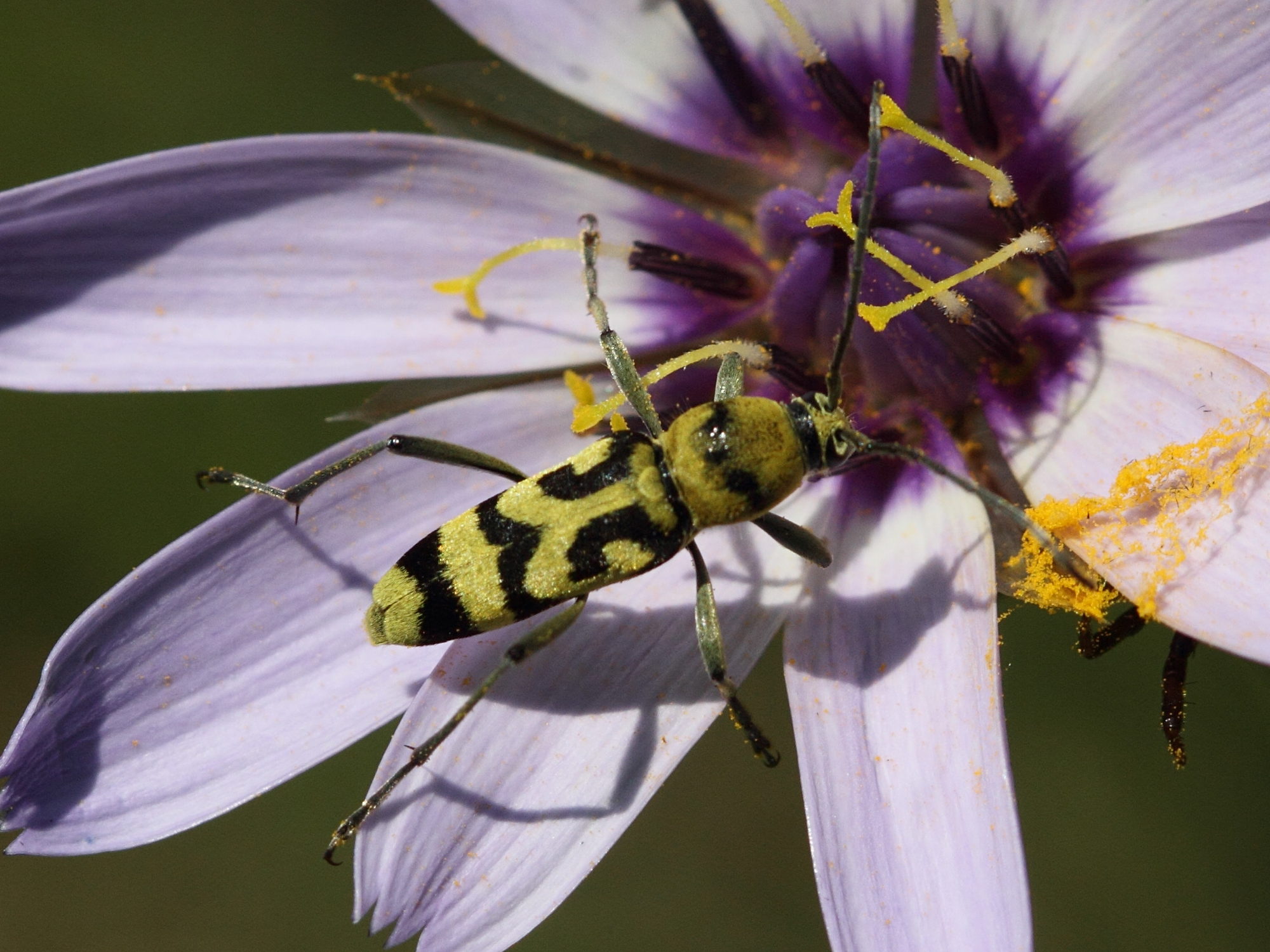 chlorophorus_varius4bd