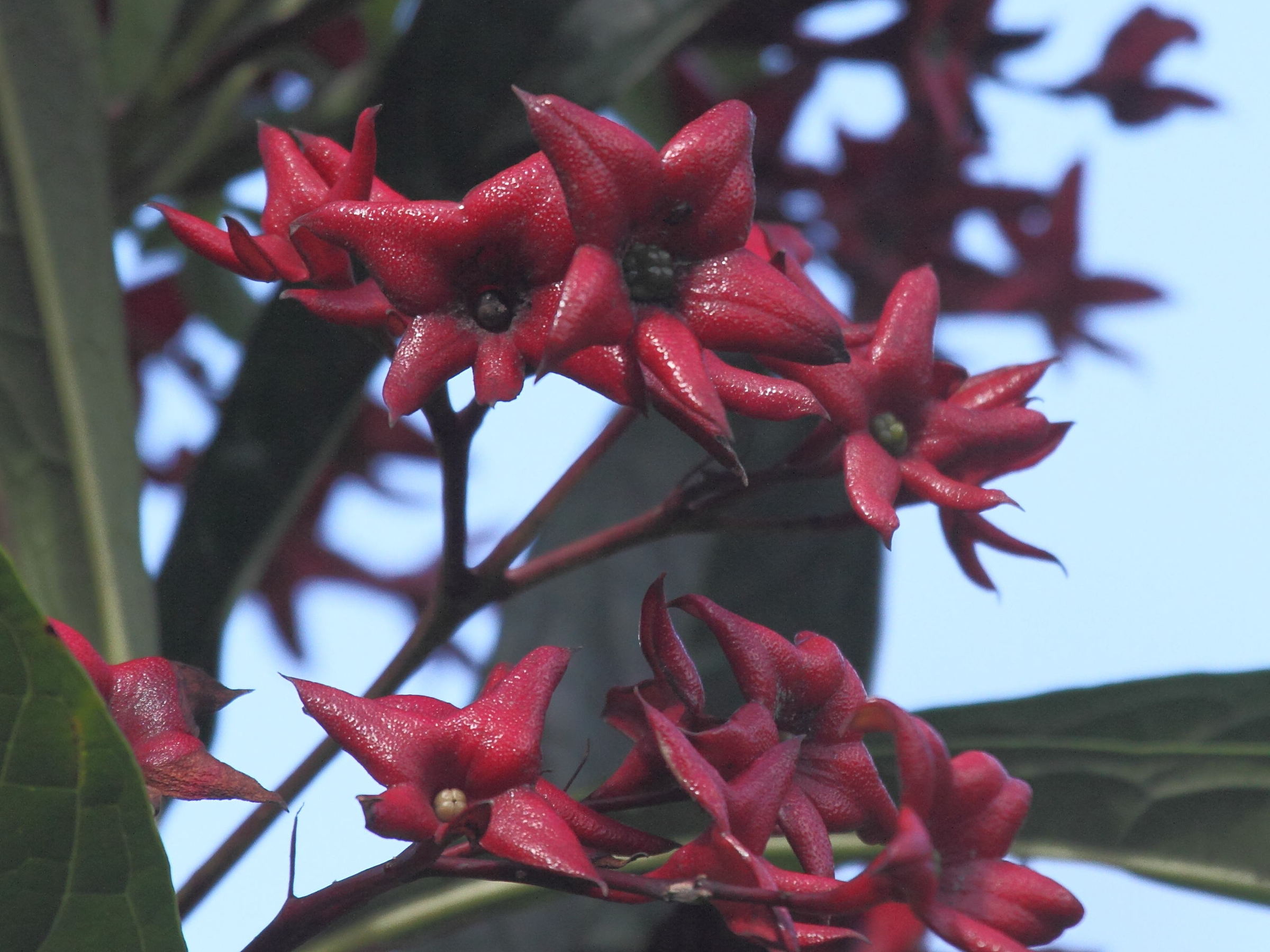 clerodendrum_indicum3bd