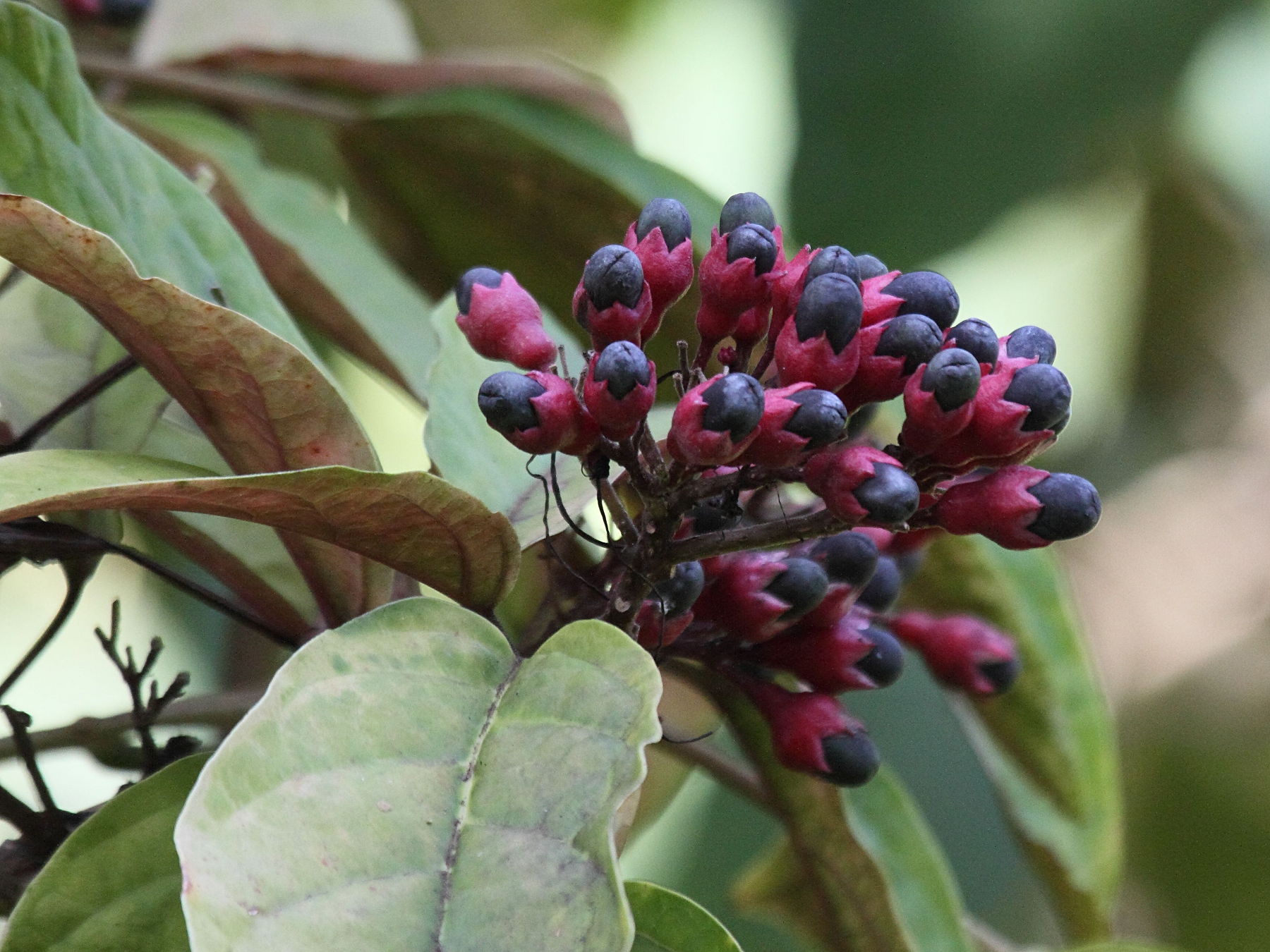 clerodendrum_quadriloculare1bd