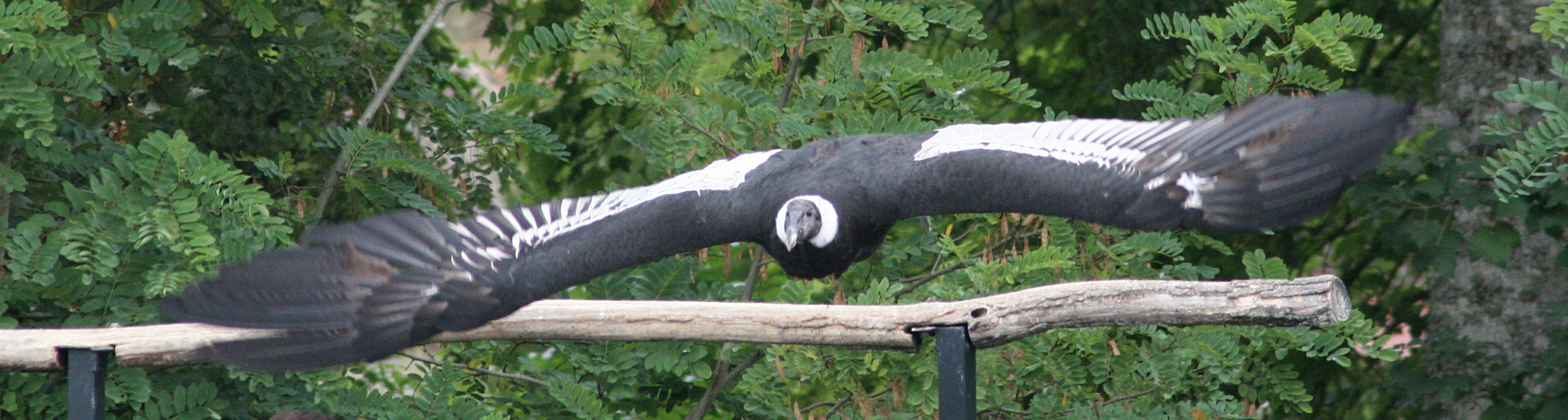 condor_des_andes_-_vultur_gryphus2md